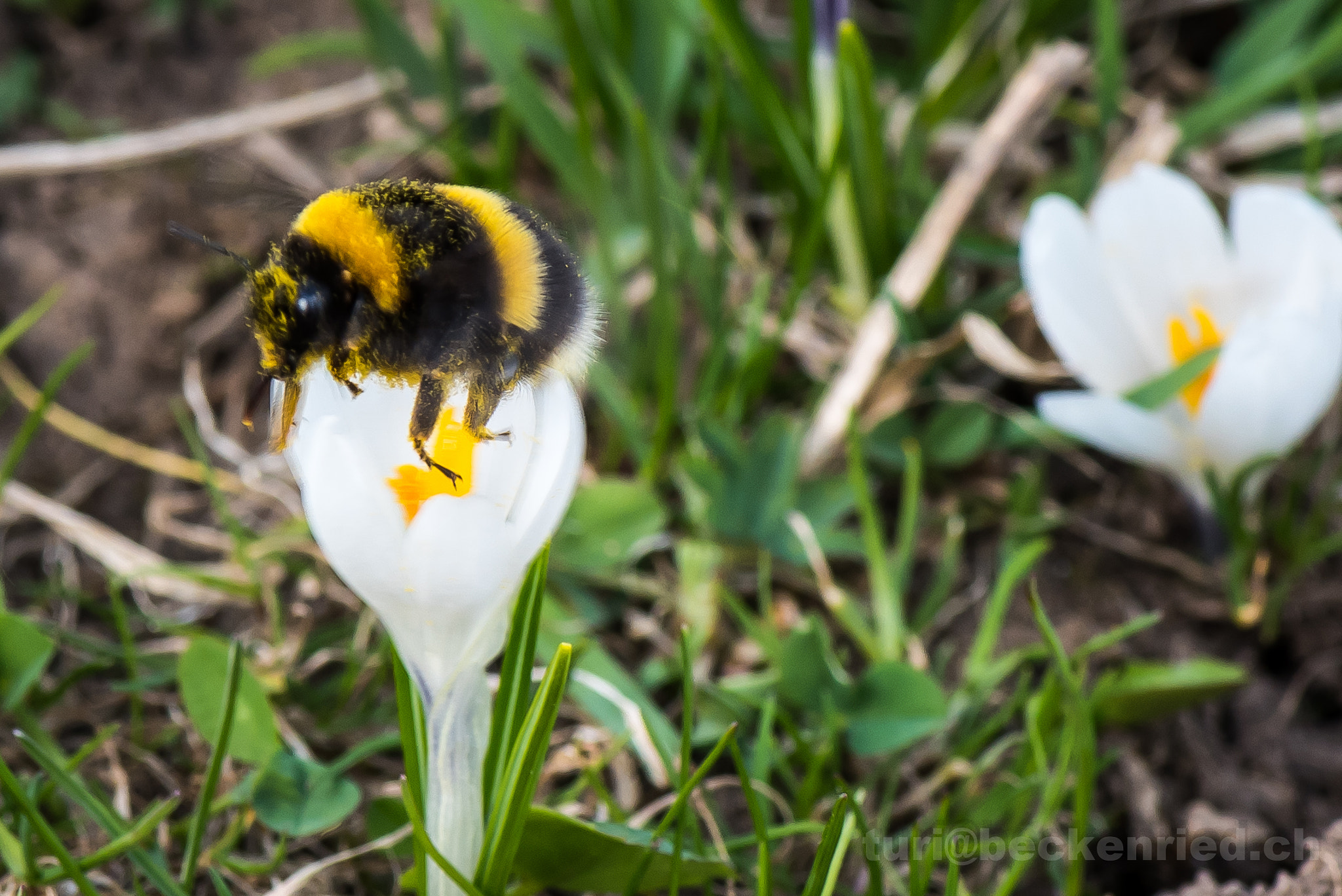 Nikon D810 sample photo. Erdhummel / krokusblüte photography