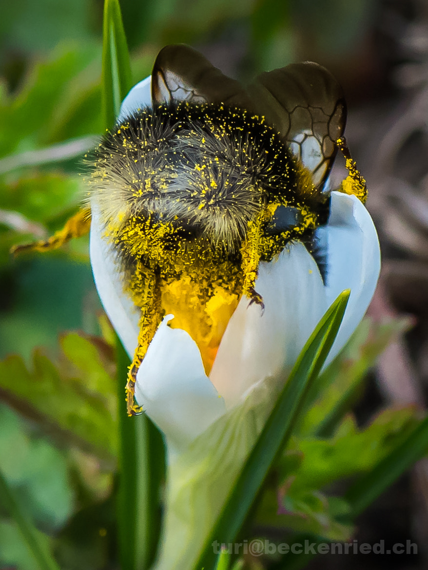 Nikon D810 sample photo. Erdhummel / krokusblüte photography