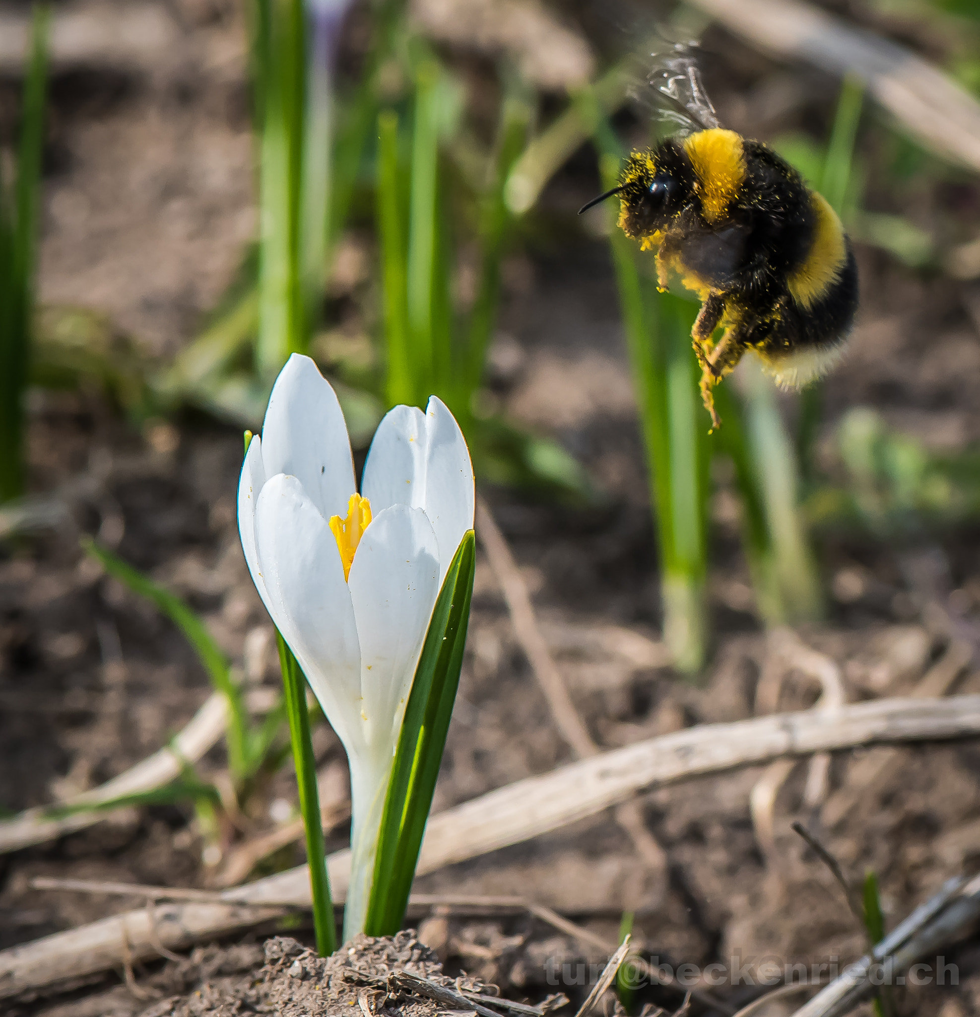 Nikon D810 sample photo. Erdhummel / krokusblüte photography