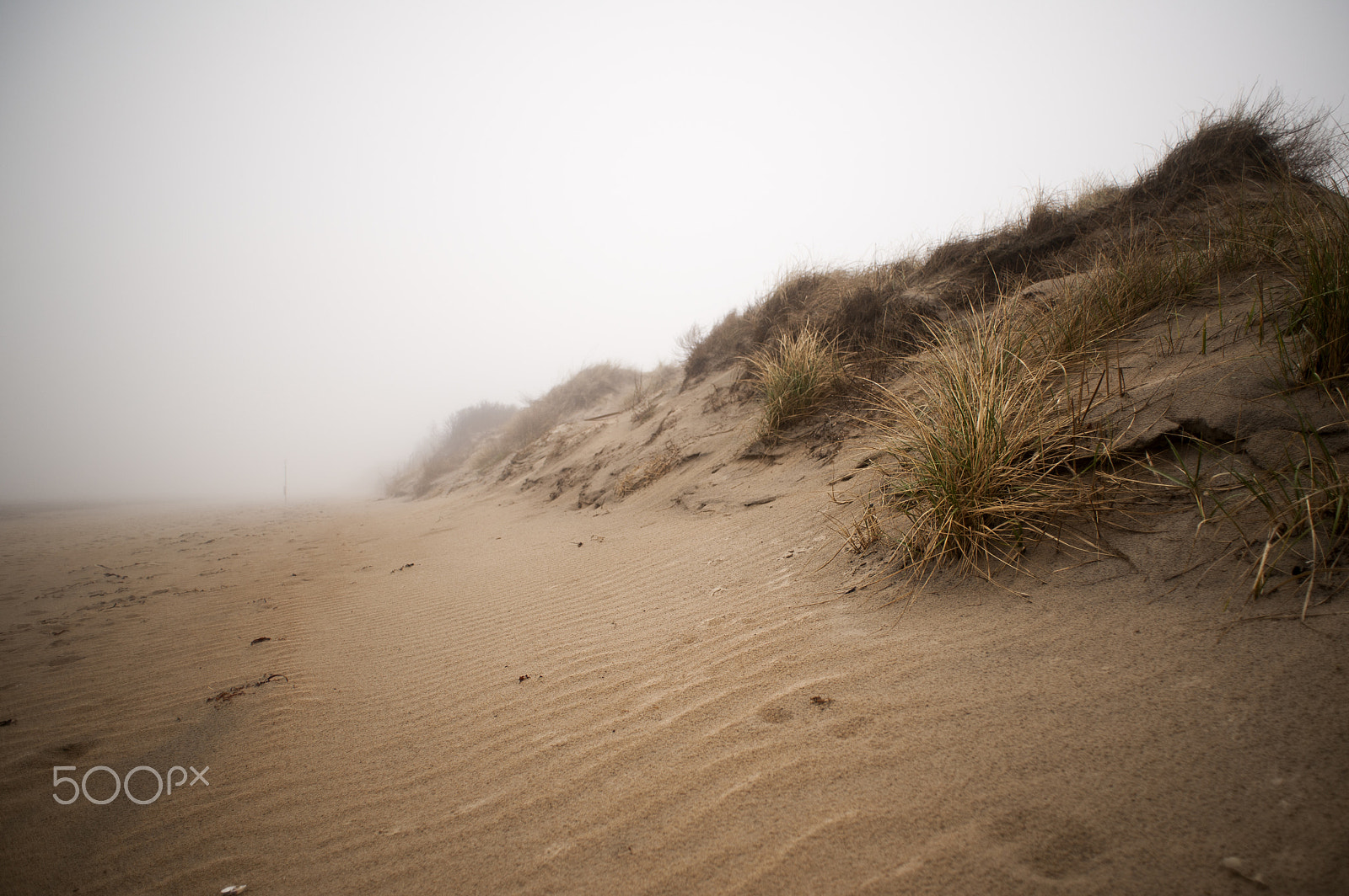 Nikon D700 sample photo. Into the fog photography