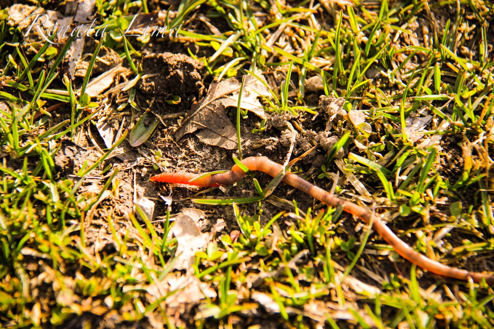 Canon EF-S 18-200mm F3.5-5.6 IS sample photo. Worm photography