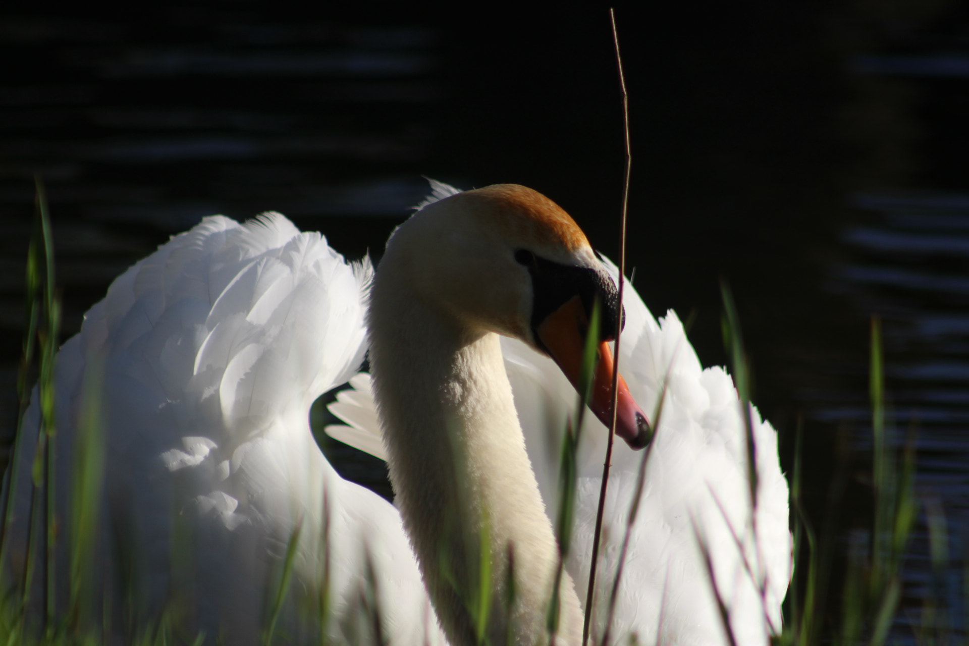 Canon EF 75-300mm f/4-5.6 USM sample photo. Swan photography
