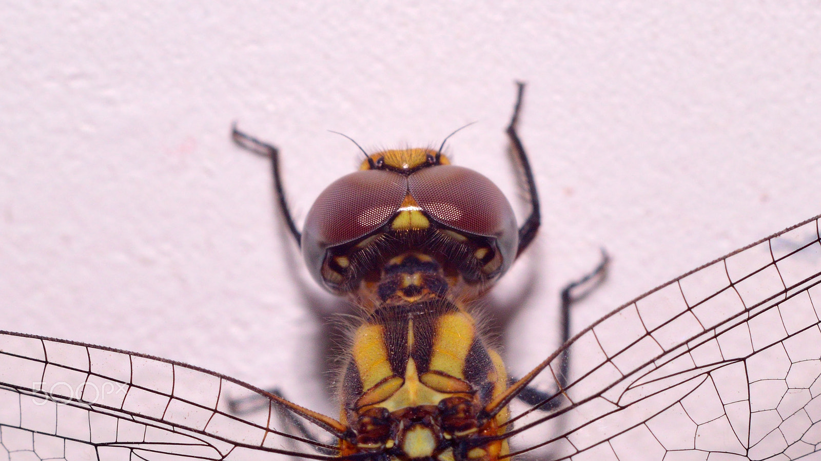 Nikon D3300 + Nikon AF Nikkor 50mm F1.8D sample photo. Dragonfly photography