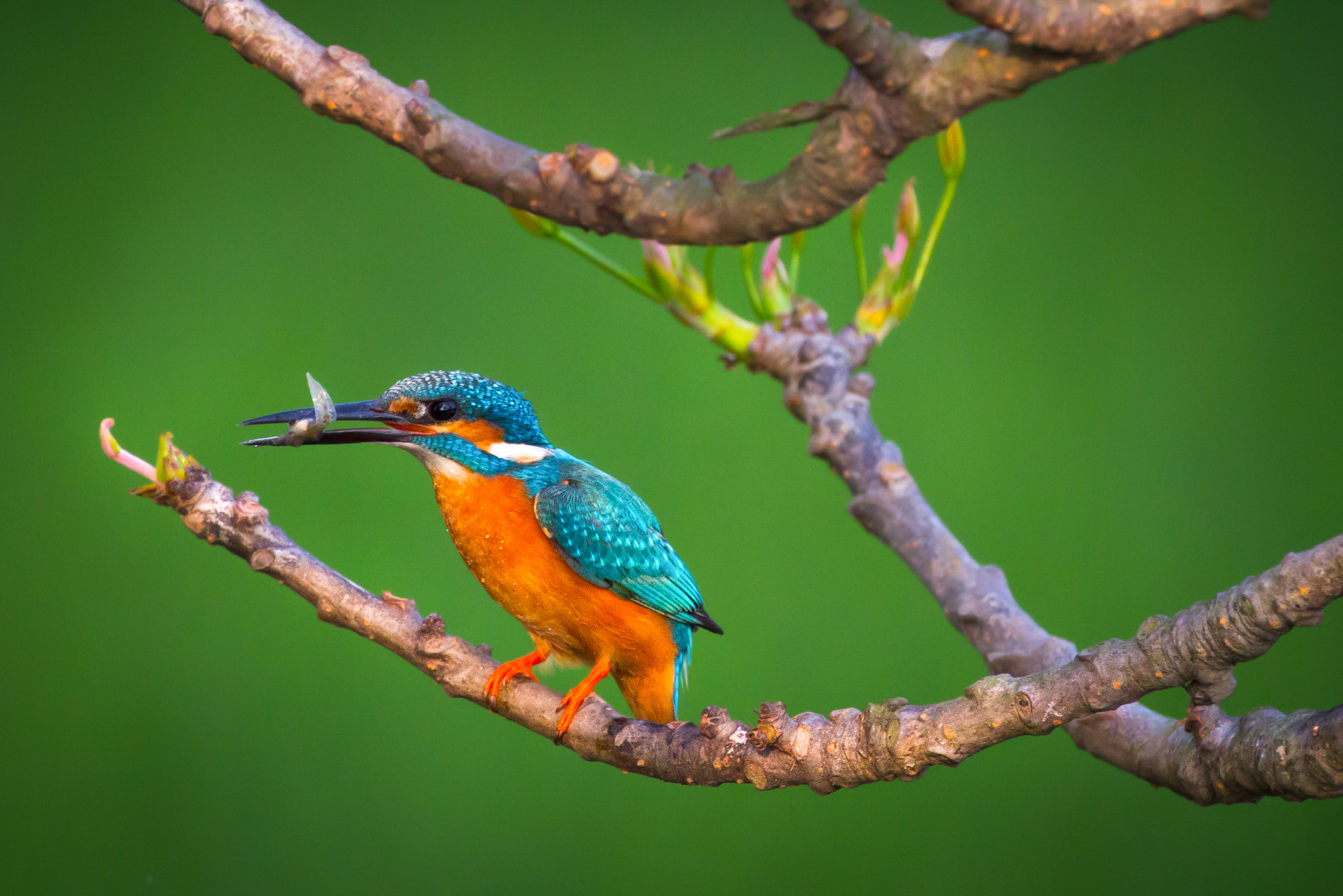 Canon EOS 7D + Canon EF 100-400mm F4.5-5.6L IS II USM sample photo. Common kingfisher photography