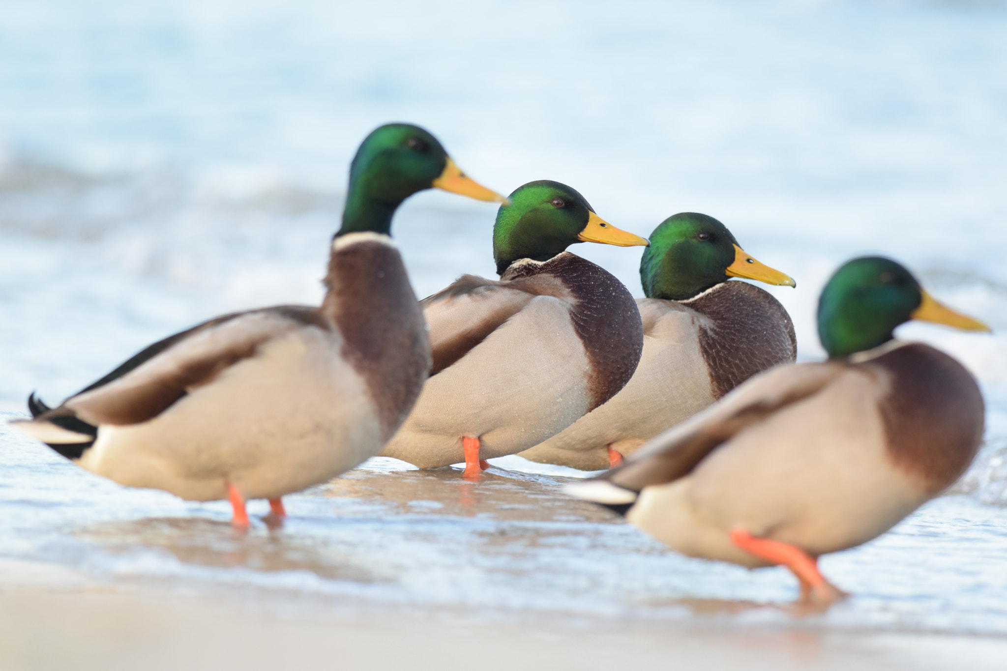 Nikon D5300 + Nikon AF-S Nikkor 300mm F4D ED-IF sample photo. Quartet. (male mallard ducks) photography