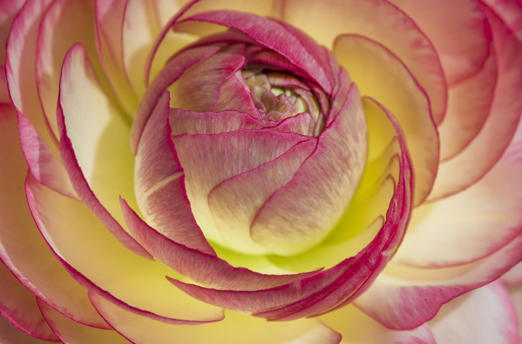 Canon EOS 70D + Canon EF 100mm F2.8 Macro USM sample photo. Ranunculus photography