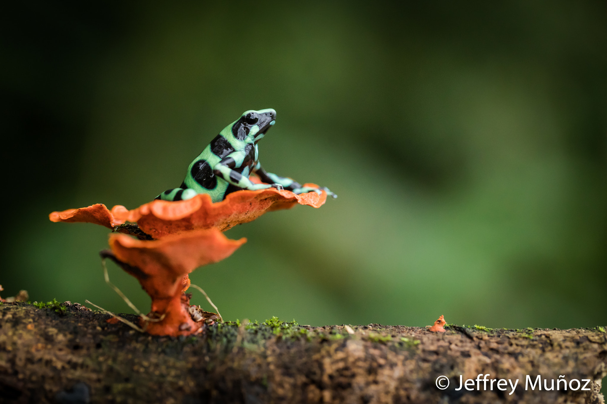 Canon EF 100mm F2.8L Macro IS USM sample photo. Black & green poison dart frog photography