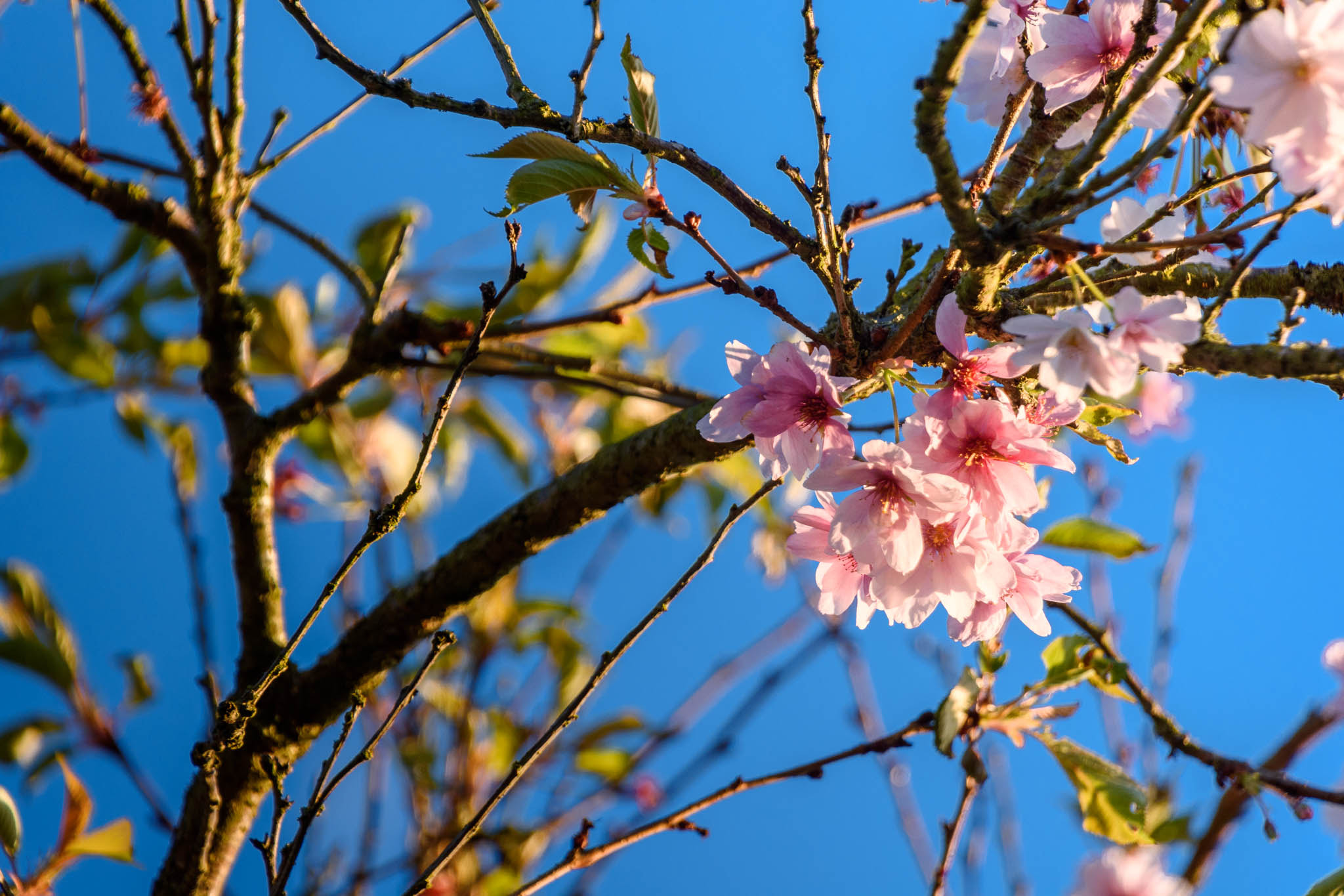 Nikon D7200 sample photo. Springtime photography