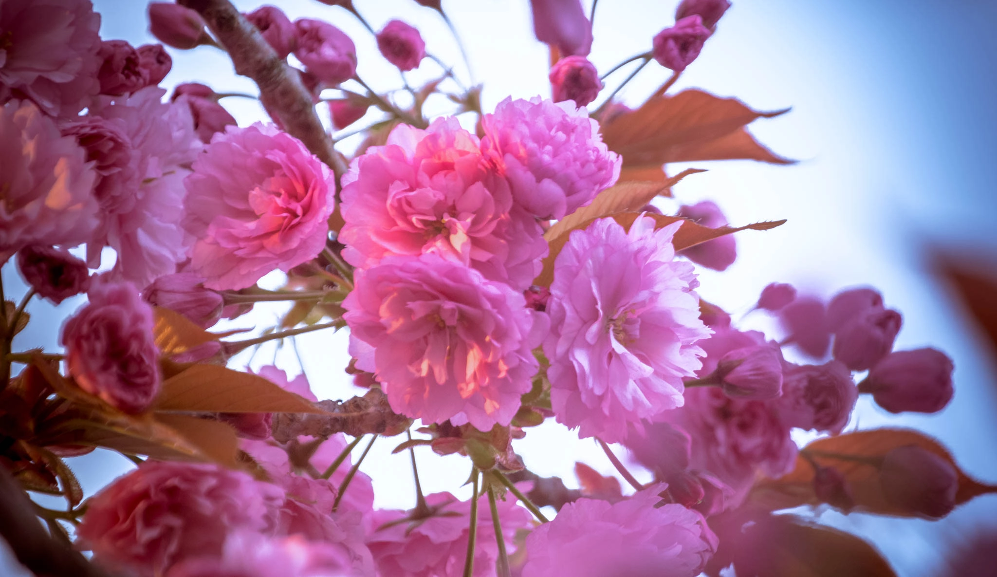 Nikon D7200 sample photo. Pink blossom photography