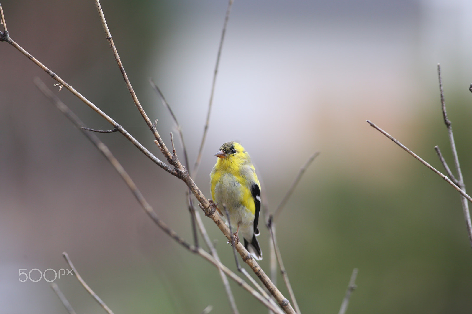 Canon EOS 6D + Canon EF 400mm F5.6L USM sample photo. American goldfinch photography