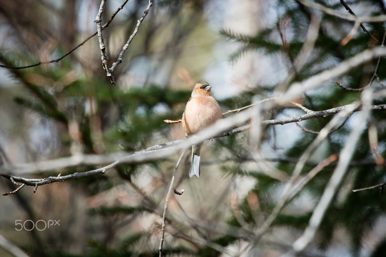 Canon EOS 5D Mark IV + Canon EF 100-400mm F4.5-5.6L IS USM sample photo. Korpulent herre photography