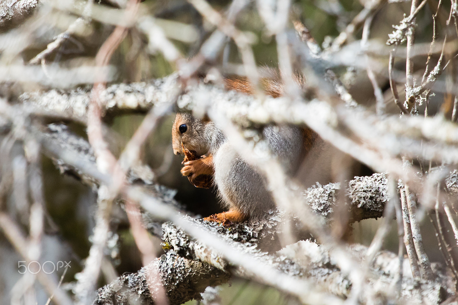 Canon EOS 5D Mark IV + Canon EF 100-400mm F4.5-5.6L IS USM sample photo. Äta kotte photography