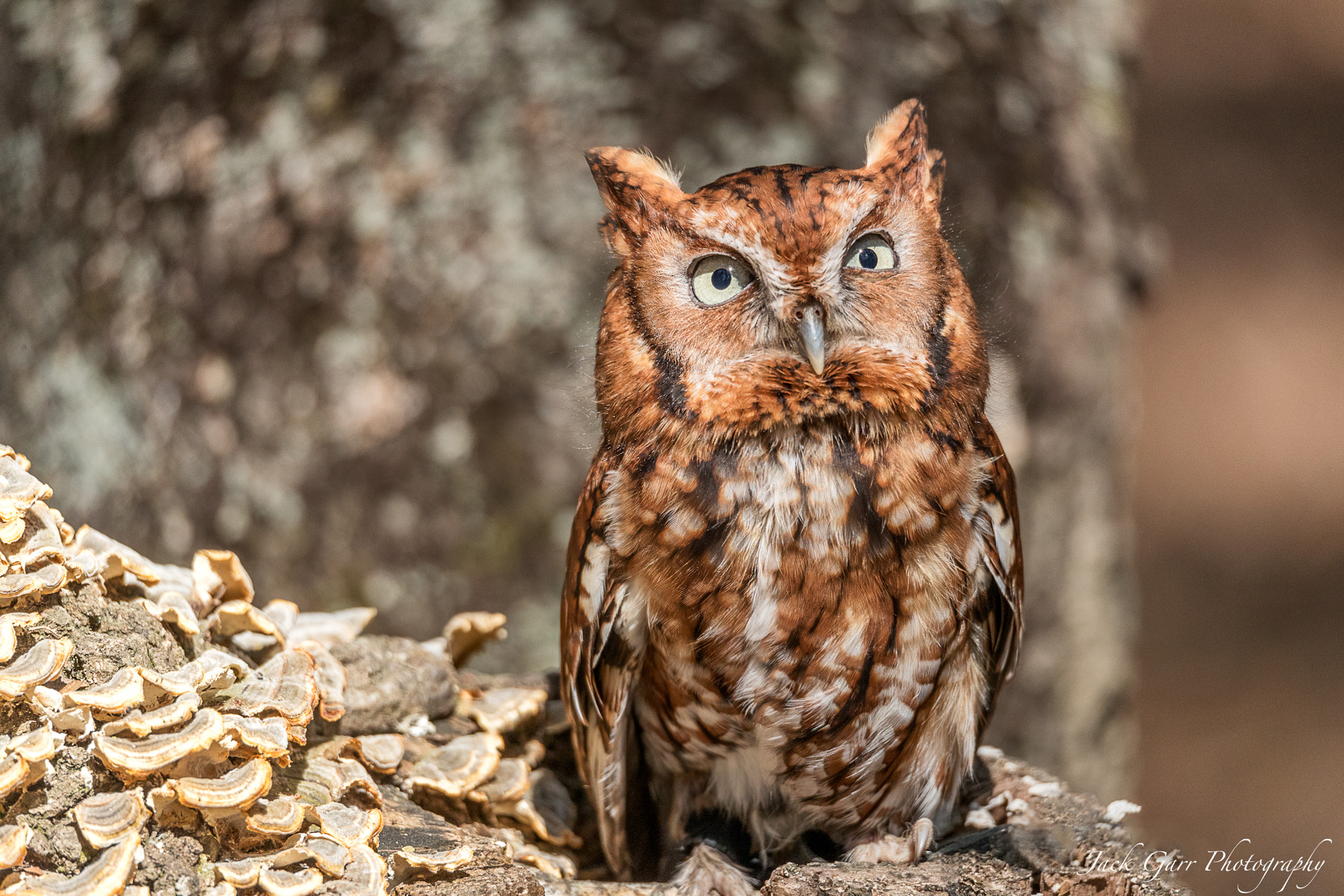 150-600mm F5-6.3 DG OS HSM | Sports 014 sample photo. Eastern screech owl photography