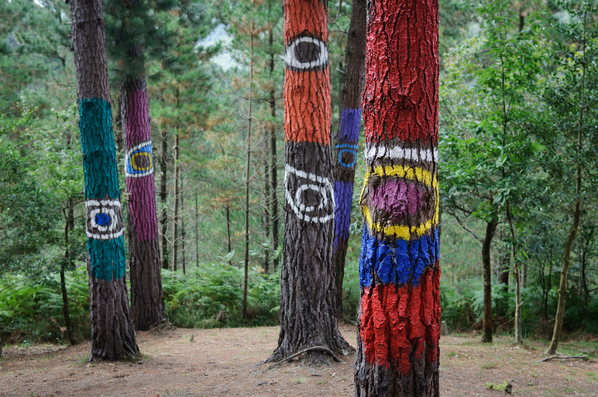 Nikon D90 sample photo. The eyes of the forest photography
