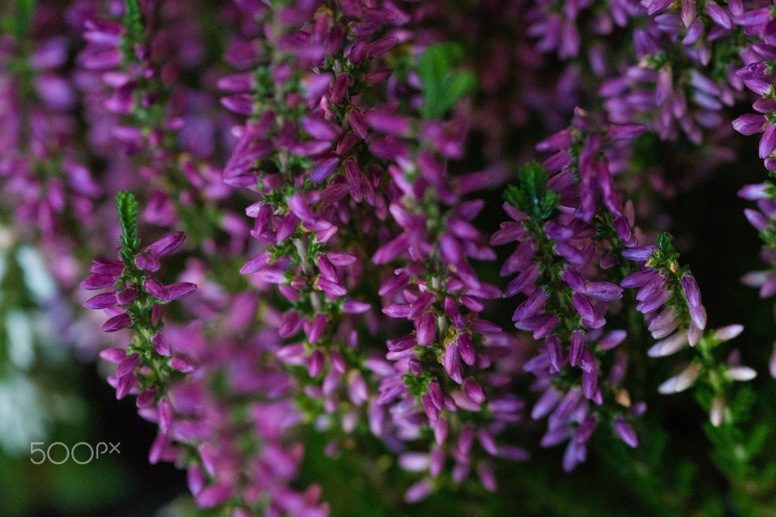 Sigma 105mm F2.8 EX DG OS HSM sample photo. Like purple dots photography
