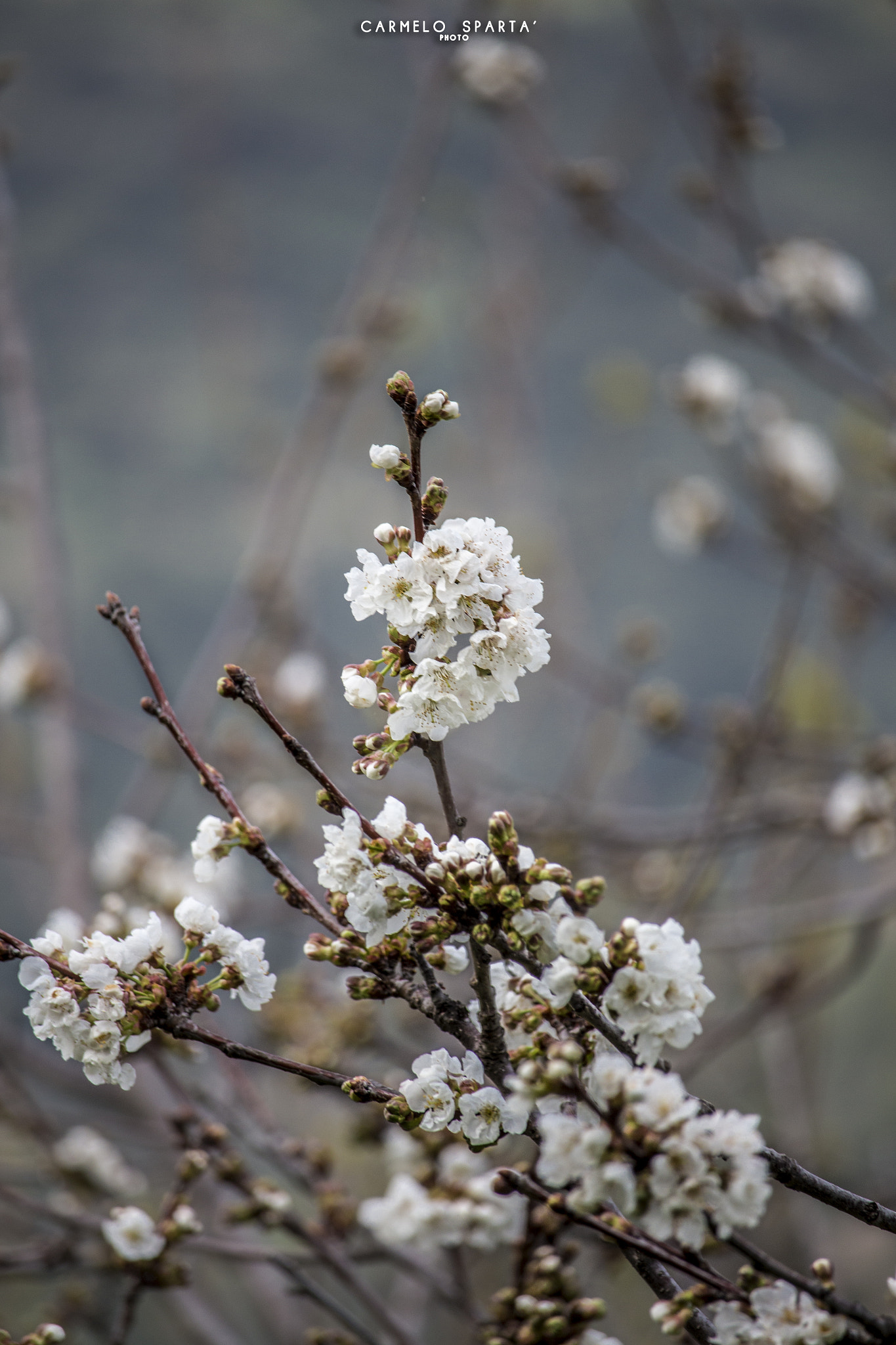 Canon EF-S 55-250mm F4-5.6 IS STM sample photo. I love spring photography