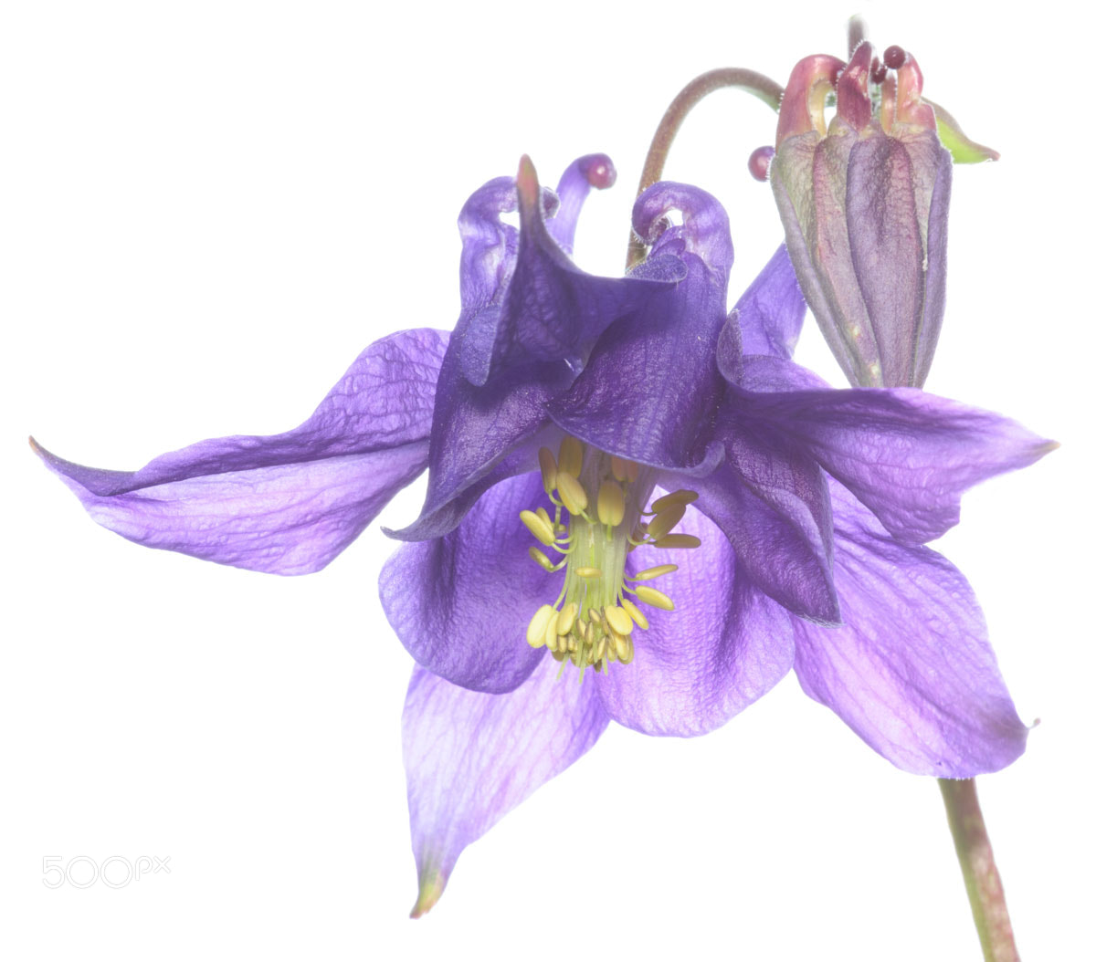 Nikon D700 + Nikon AF Micro-Nikkor 200mm F4D ED-IF sample photo. Highkey columbine photography