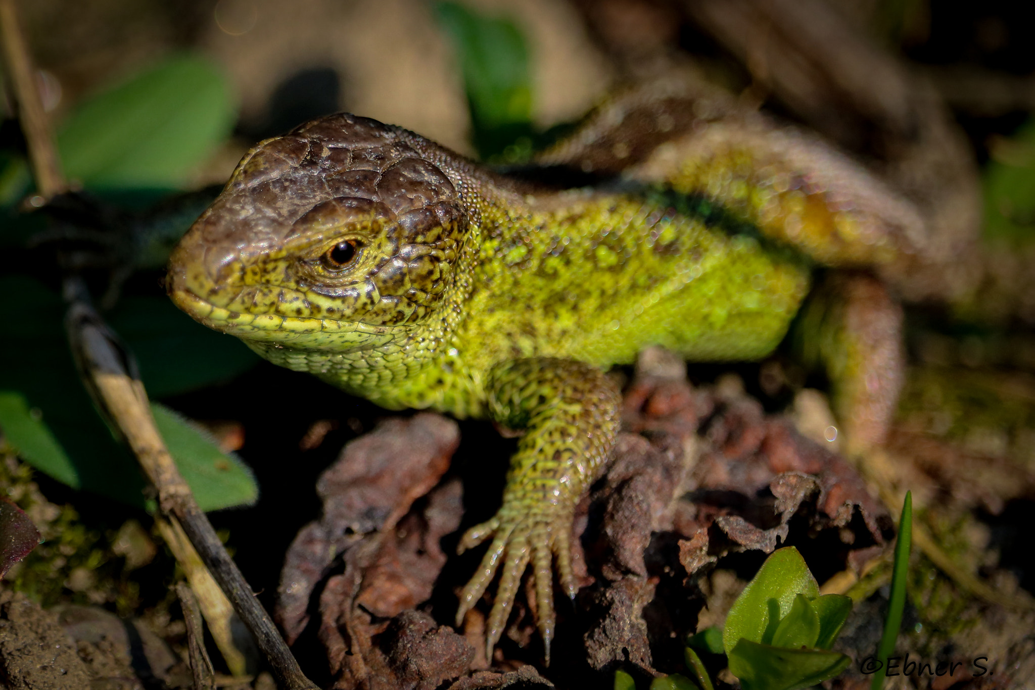 Canon EF-S 55-250mm F4-5.6 IS STM sample photo. Little dragon(c) photography