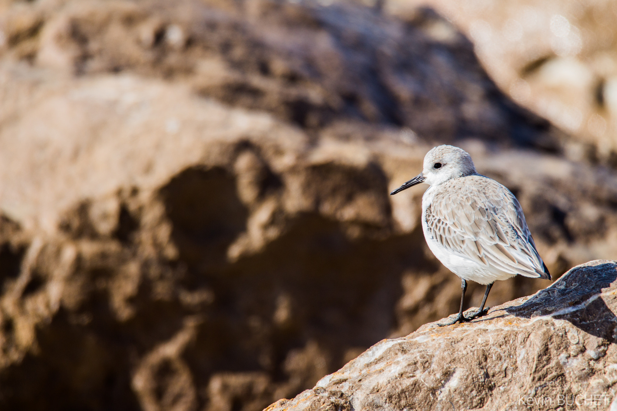 Canon EOS 700D (EOS Rebel T5i / EOS Kiss X7i) + Tamron SP 150-600mm F5-6.3 Di VC USD sample photo. Bird on a rock photography
