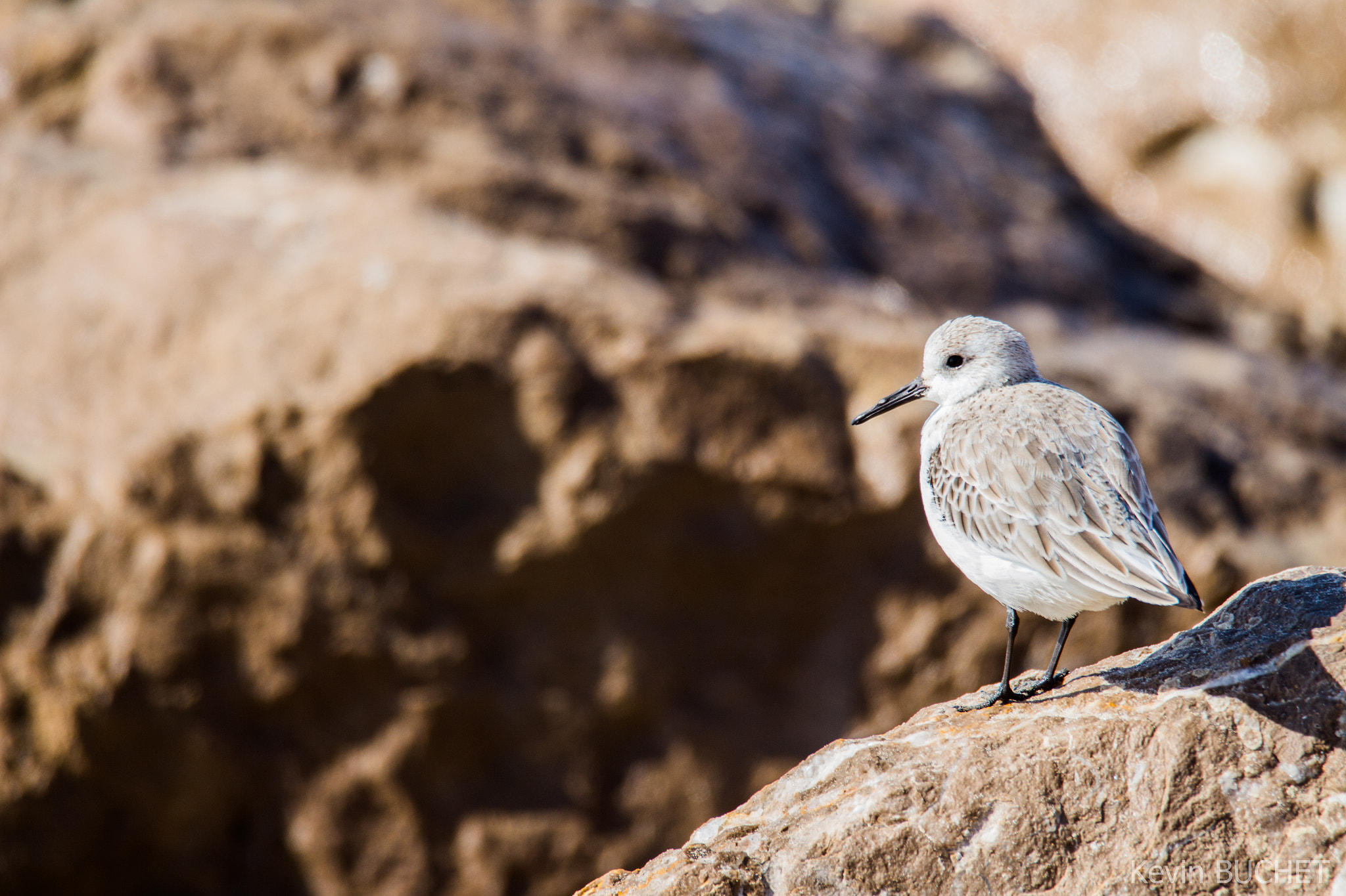 Tamron SP 150-600mm F5-6.3 Di VC USD sample photo. Bird on a rock photography