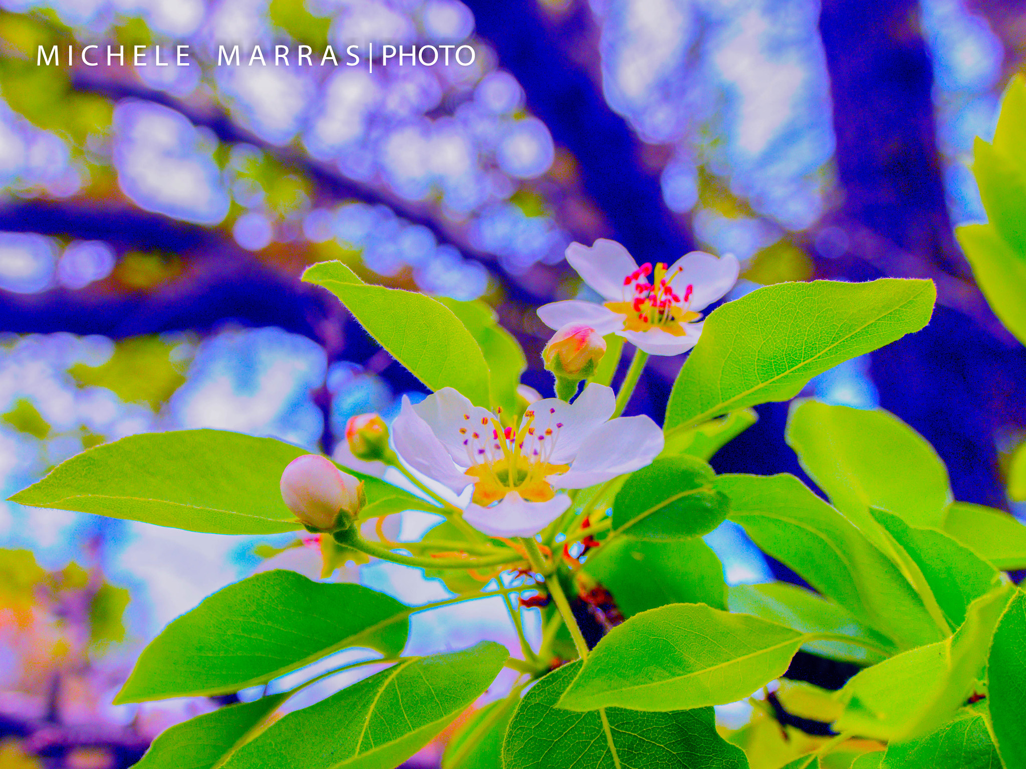 Olympus OM-D E-M5 sample photo. Giochi di colori photography