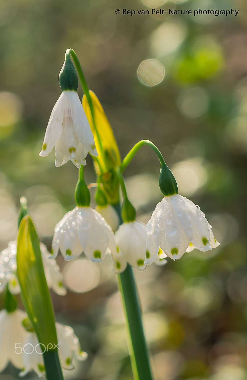 Sigma 50mm F2.8 EX DG Macro sample photo. Summer snowflake with morning dew photography