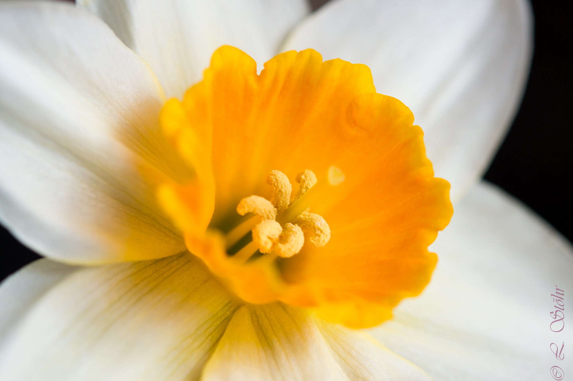 Nikon AF-S Micro-Nikkor 60mm F2.8G ED sample photo. Daffodil photography