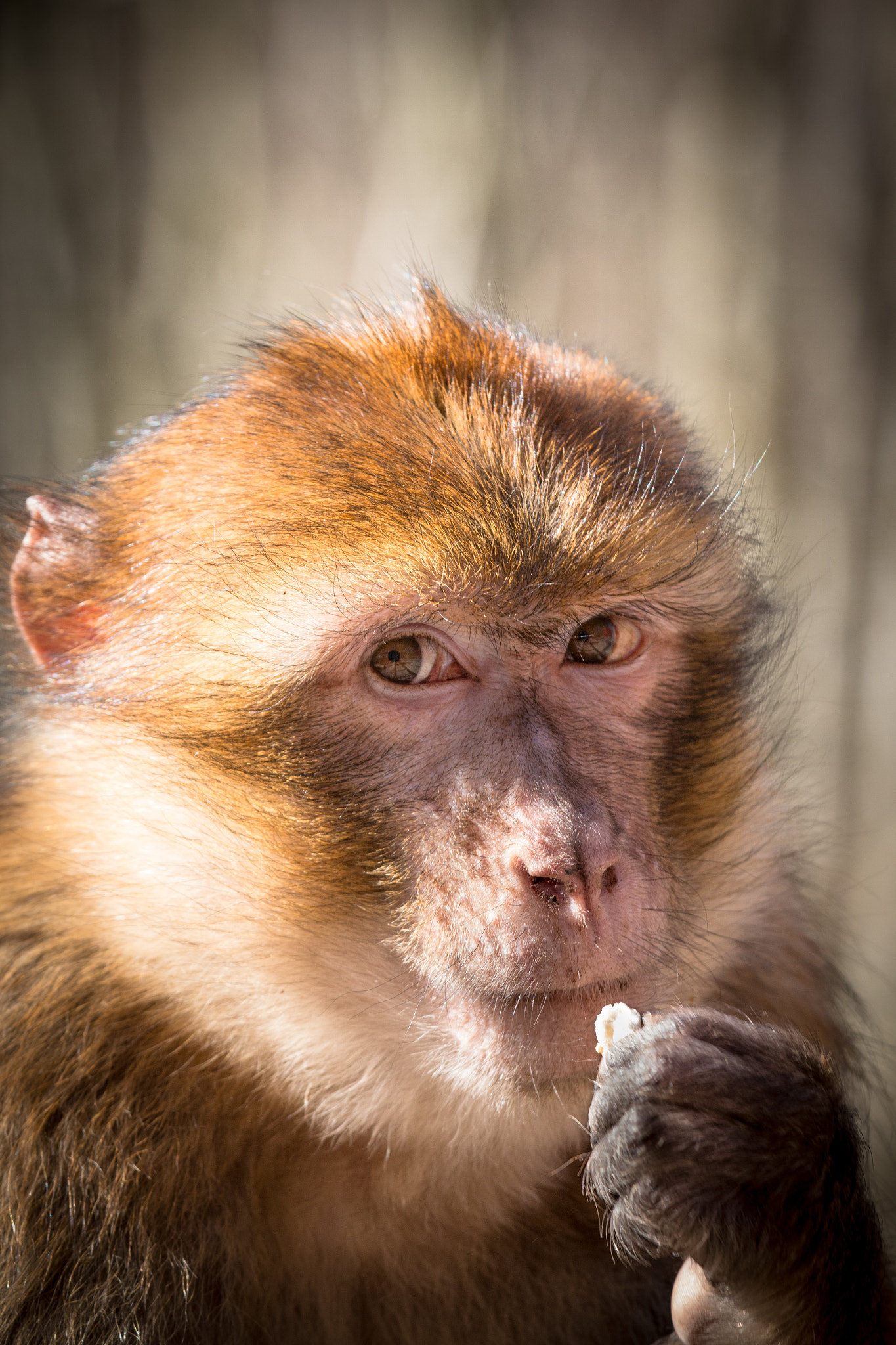 Canon EOS 70D + Canon EF 70-200mm F4L IS USM sample photo. Barbary macaque photography