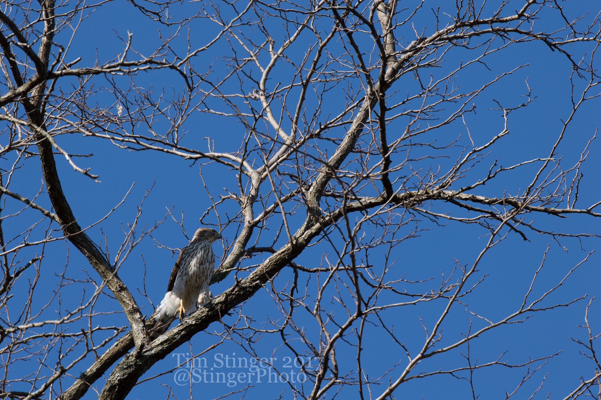 Nikon AF-S Nikkor 200-500mm F5.6E ED VR sample photo. Looking for breakfast photography
