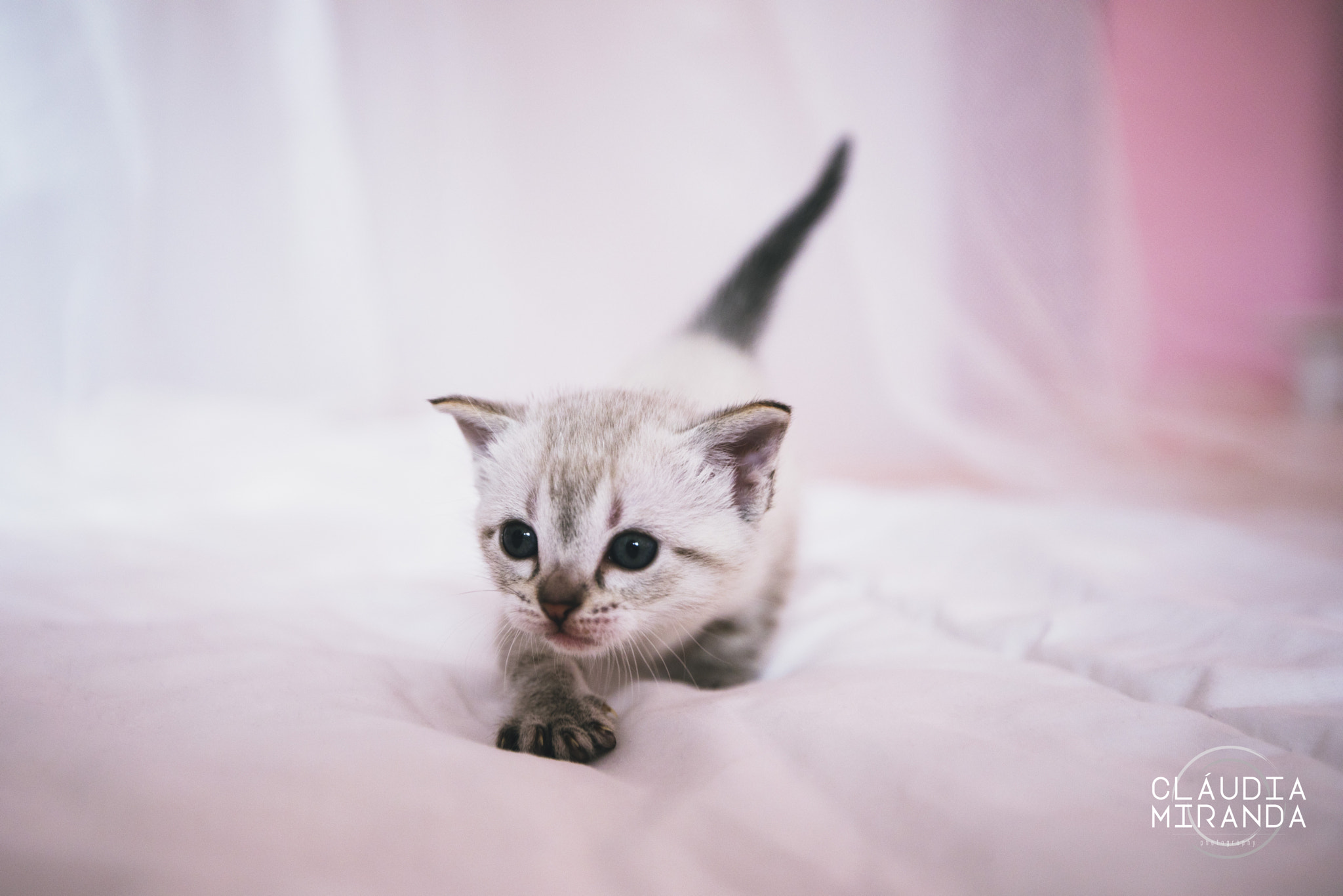 Canon EF 16-35mm F2.8L II USM sample photo. Babycat photography