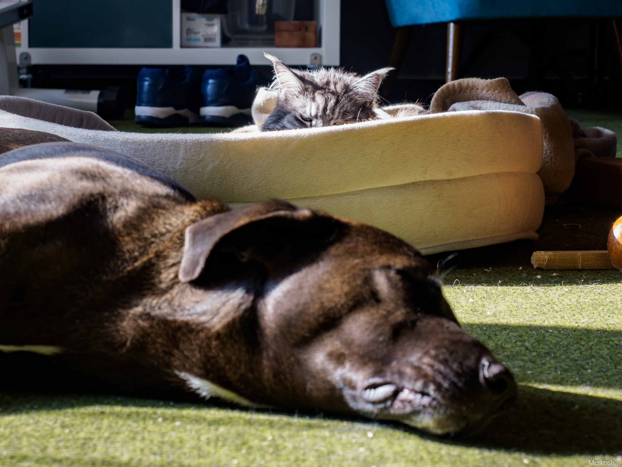 Olympus OM-D E-M1 Mark II sample photo. Katz und hund photography