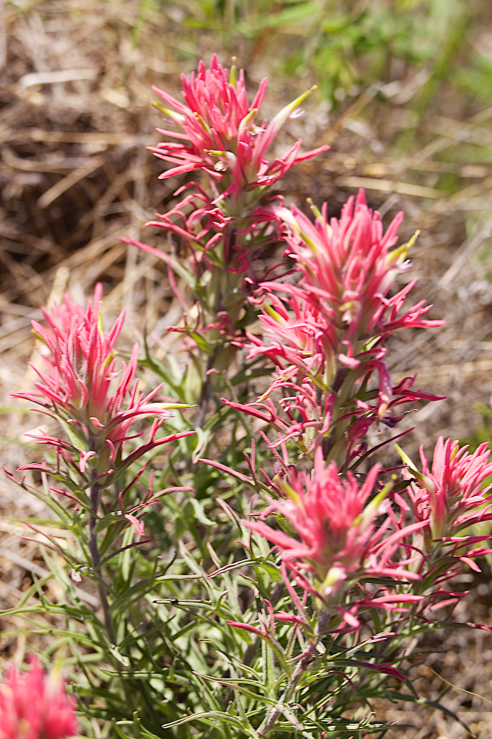 Canon EF 180mm F3.5L Macro USM sample photo. Downy paintbrush photography