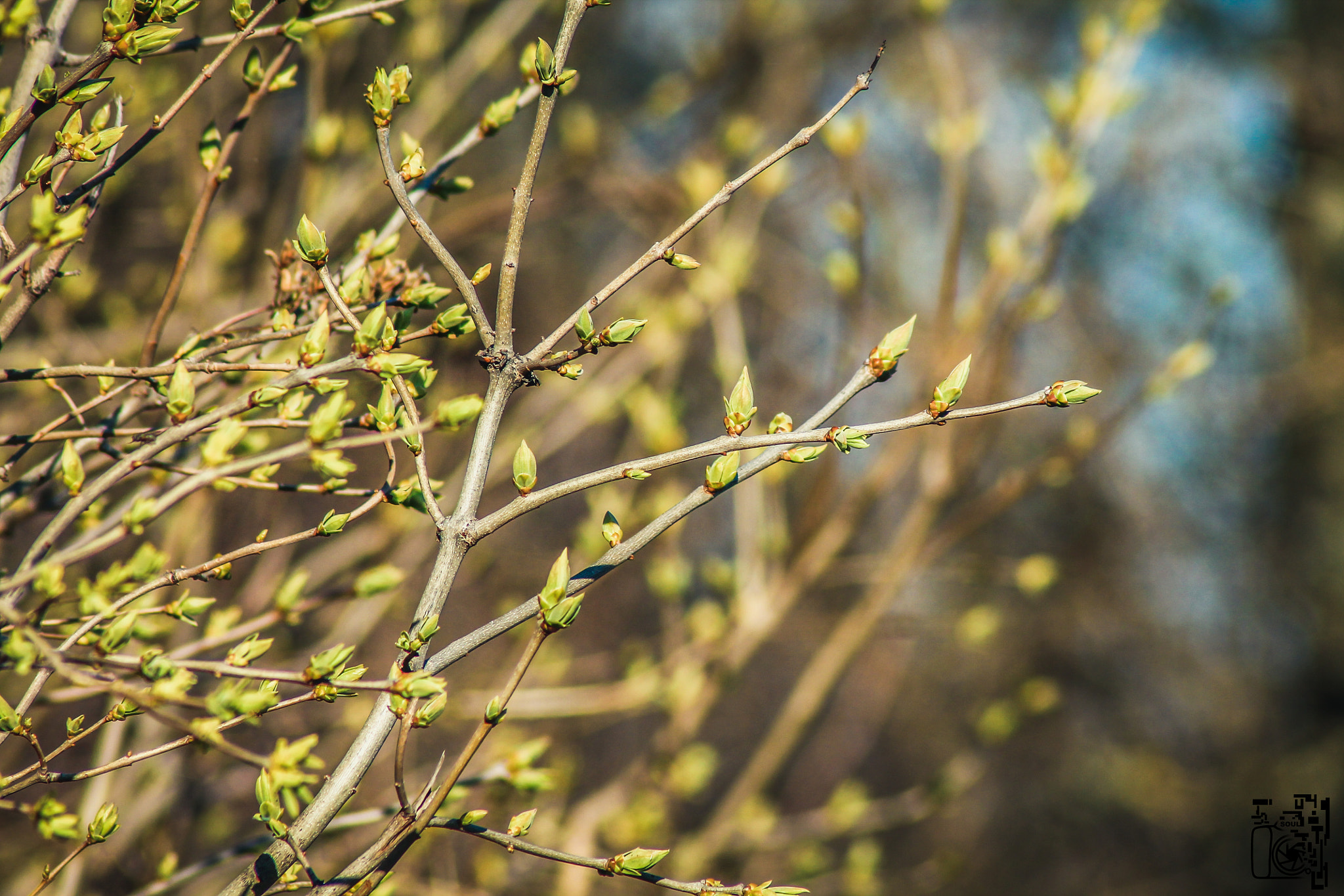 Canon EOS 1100D (EOS Rebel T3 / EOS Kiss X50) sample photo. Spring is here photography