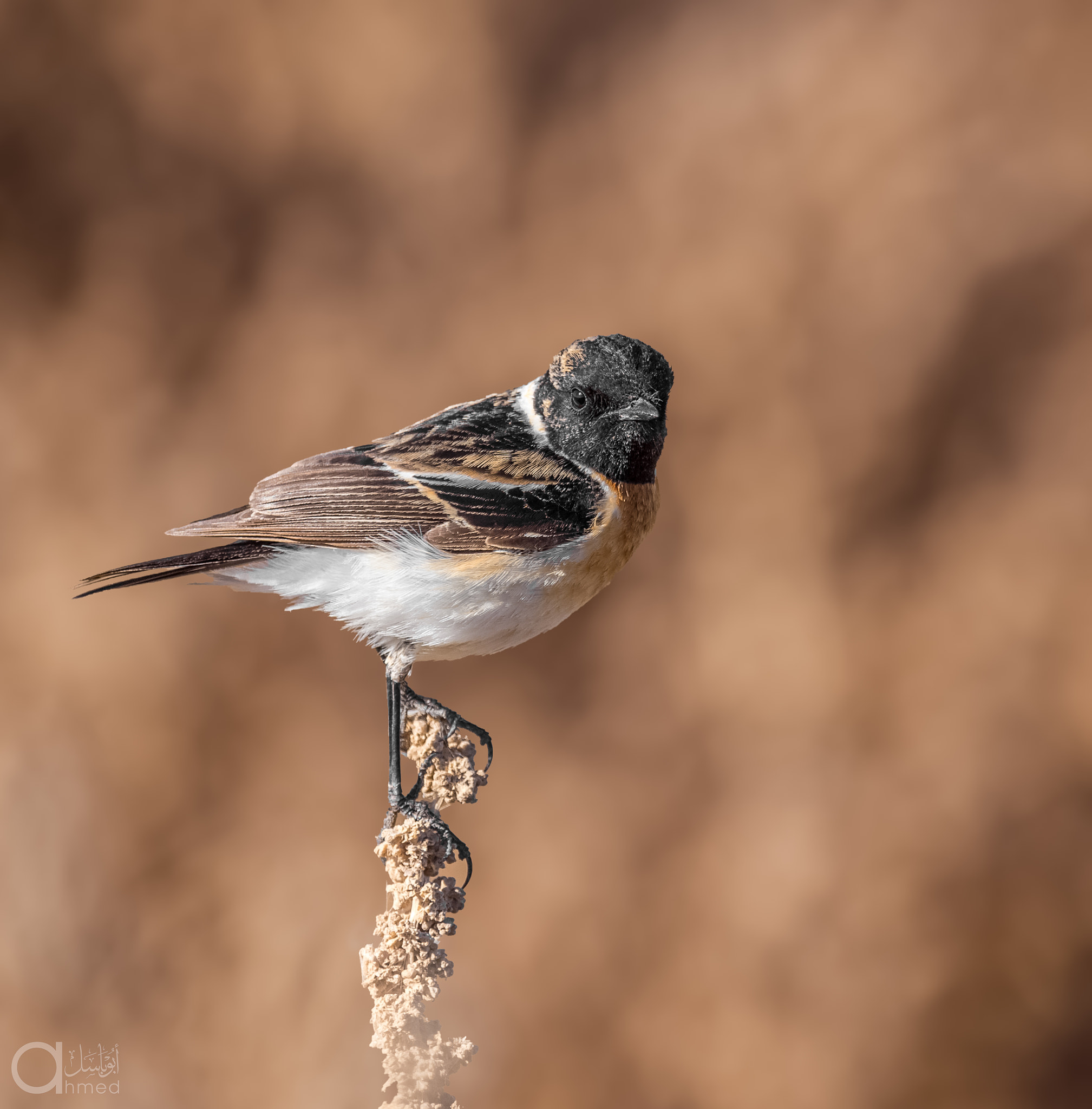 Nikon AF-S Nikkor 600mm F4G ED VR sample photo