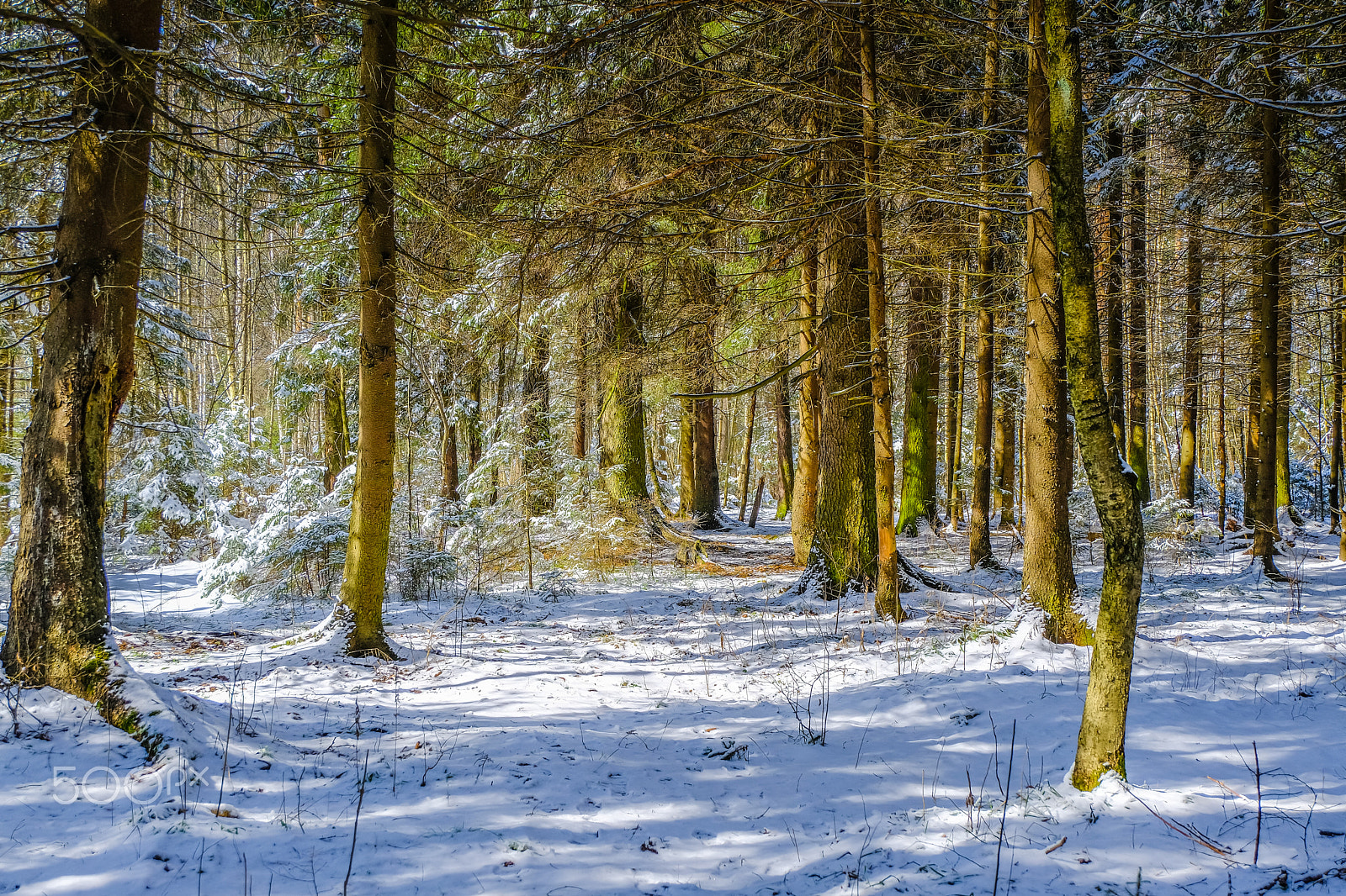 Fujifilm X-T20 + Fujifilm XC 16-50mm F3.5-5.6 OIS II sample photo. Spring forest photography