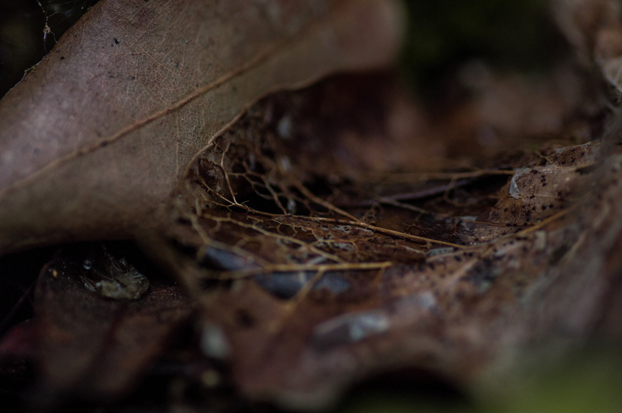 Nikon D3200 sample photo. Decomposition photography