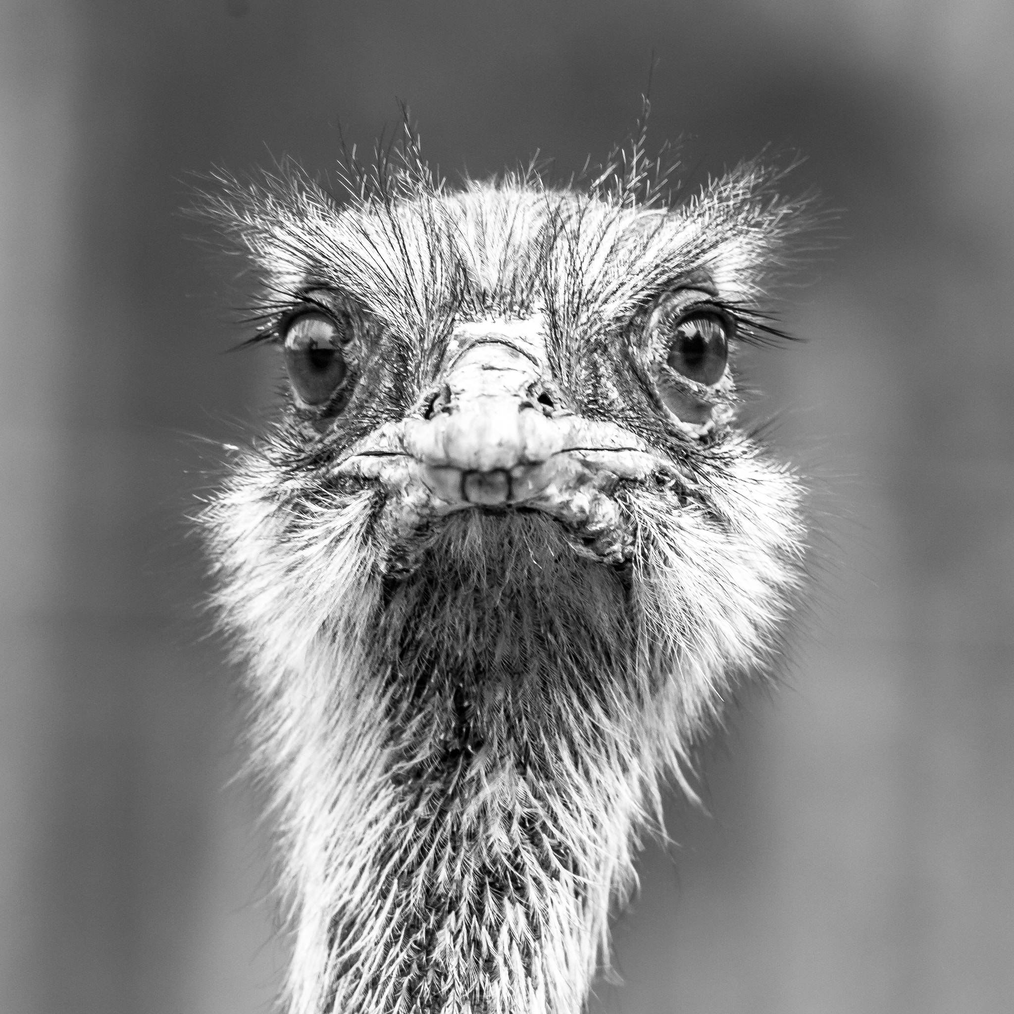 Pentax K-7 sample photo. Emu gaze photography