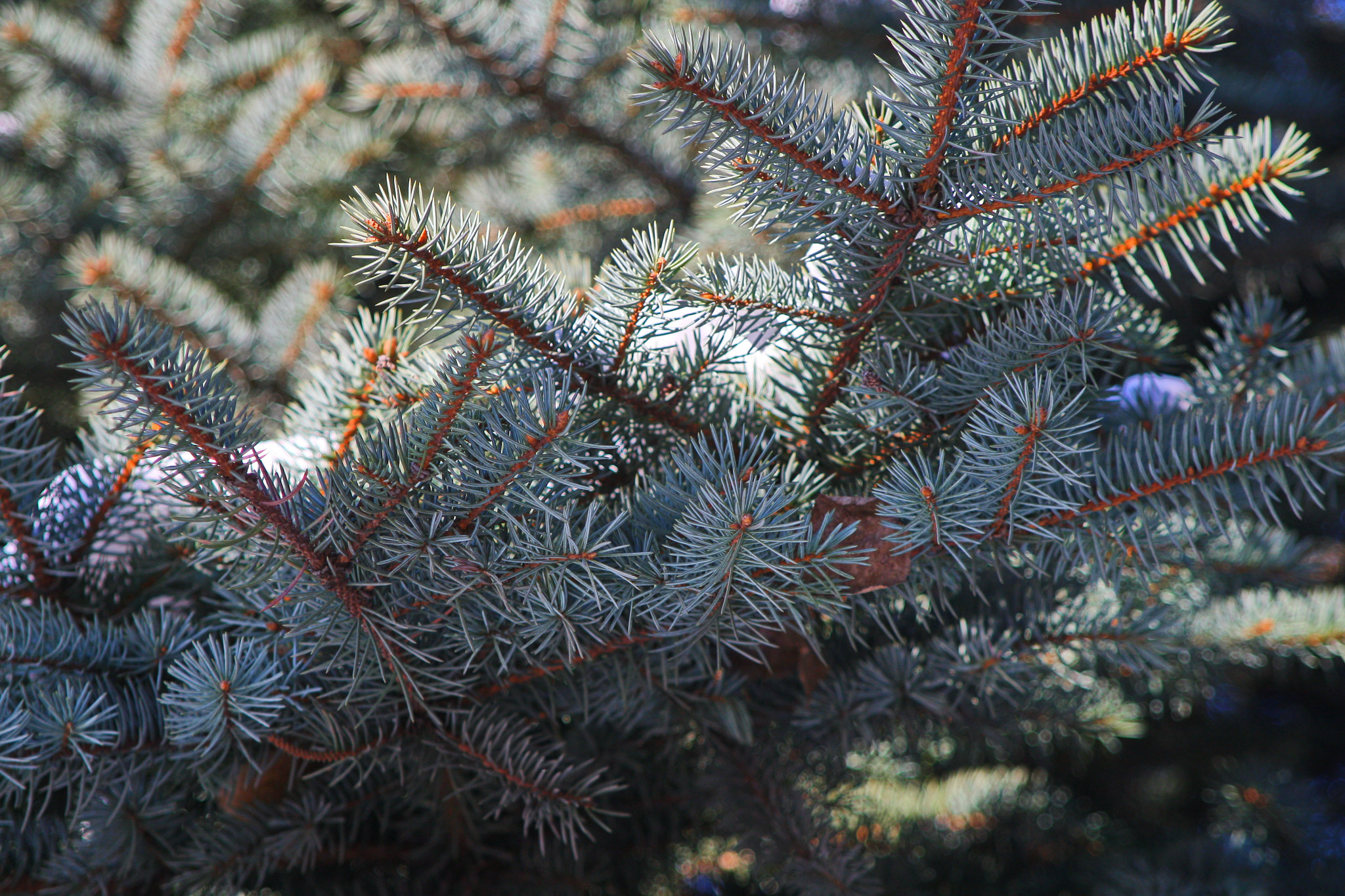 Canon EF 28-105mm f/3.5-4.5 USM sample photo. Иголочки photography
