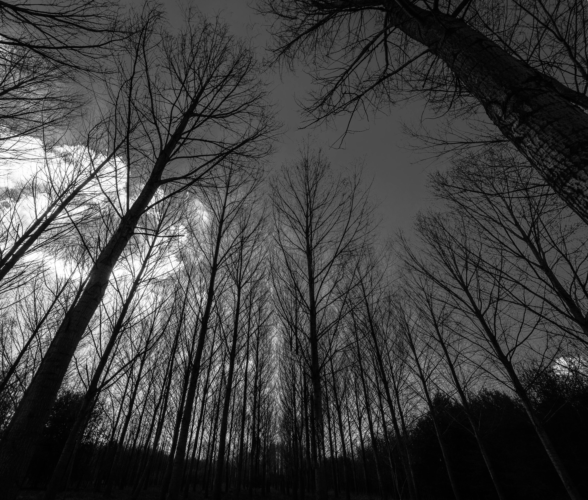 Olympus PEN-F sample photo. Dutch forrest photography