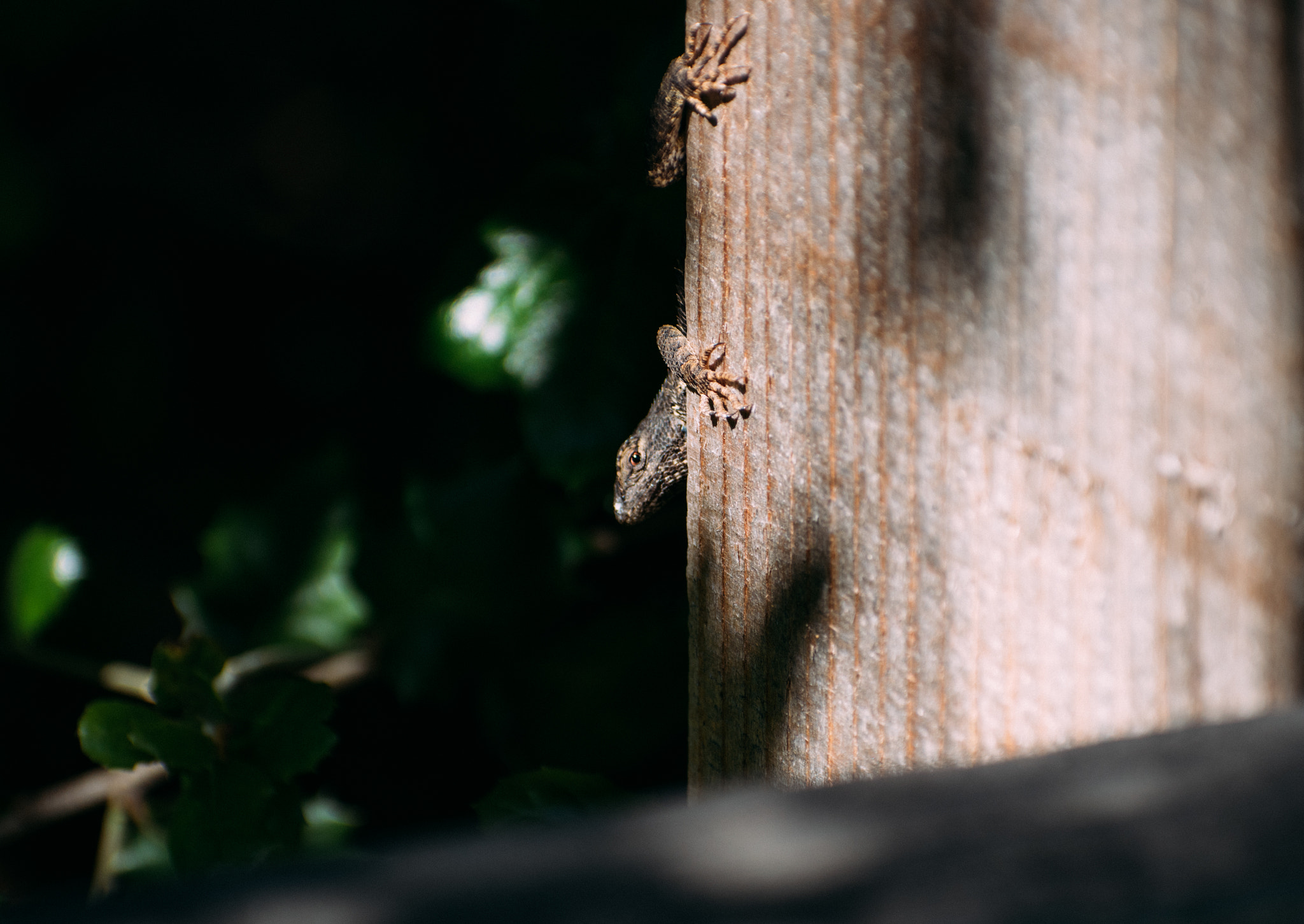 Nikon AF-S Nikkor 70-200mm F2.8G ED VR II sample photo. Something to hide photography