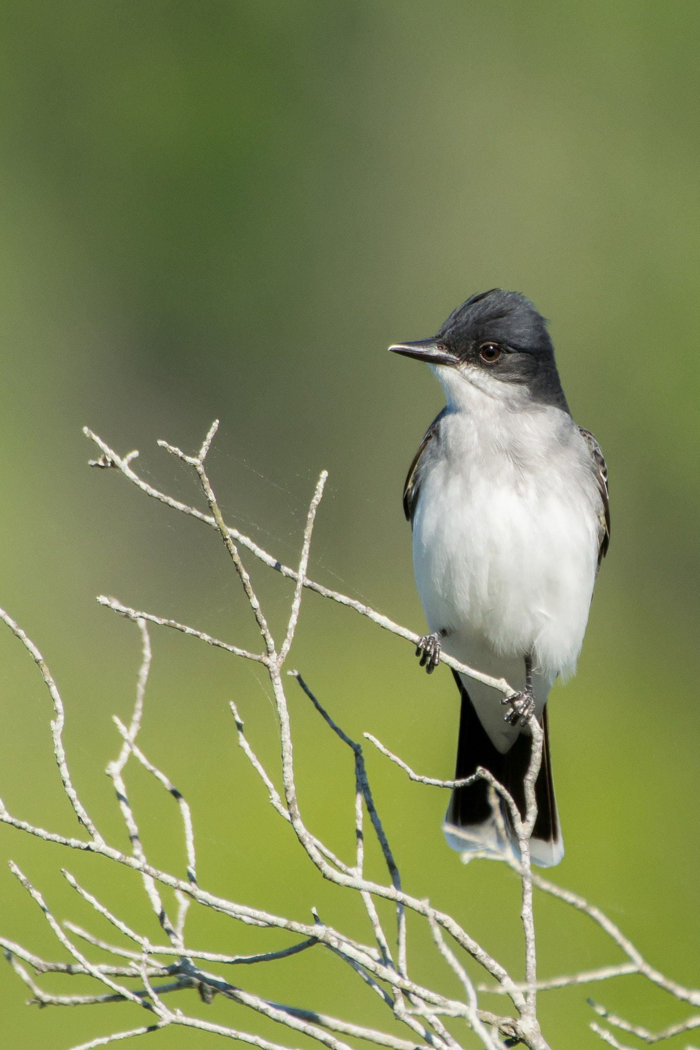 Nikon AF-S Nikkor 200-500mm F5.6E ED VR sample photo. Eastern kingbird photography