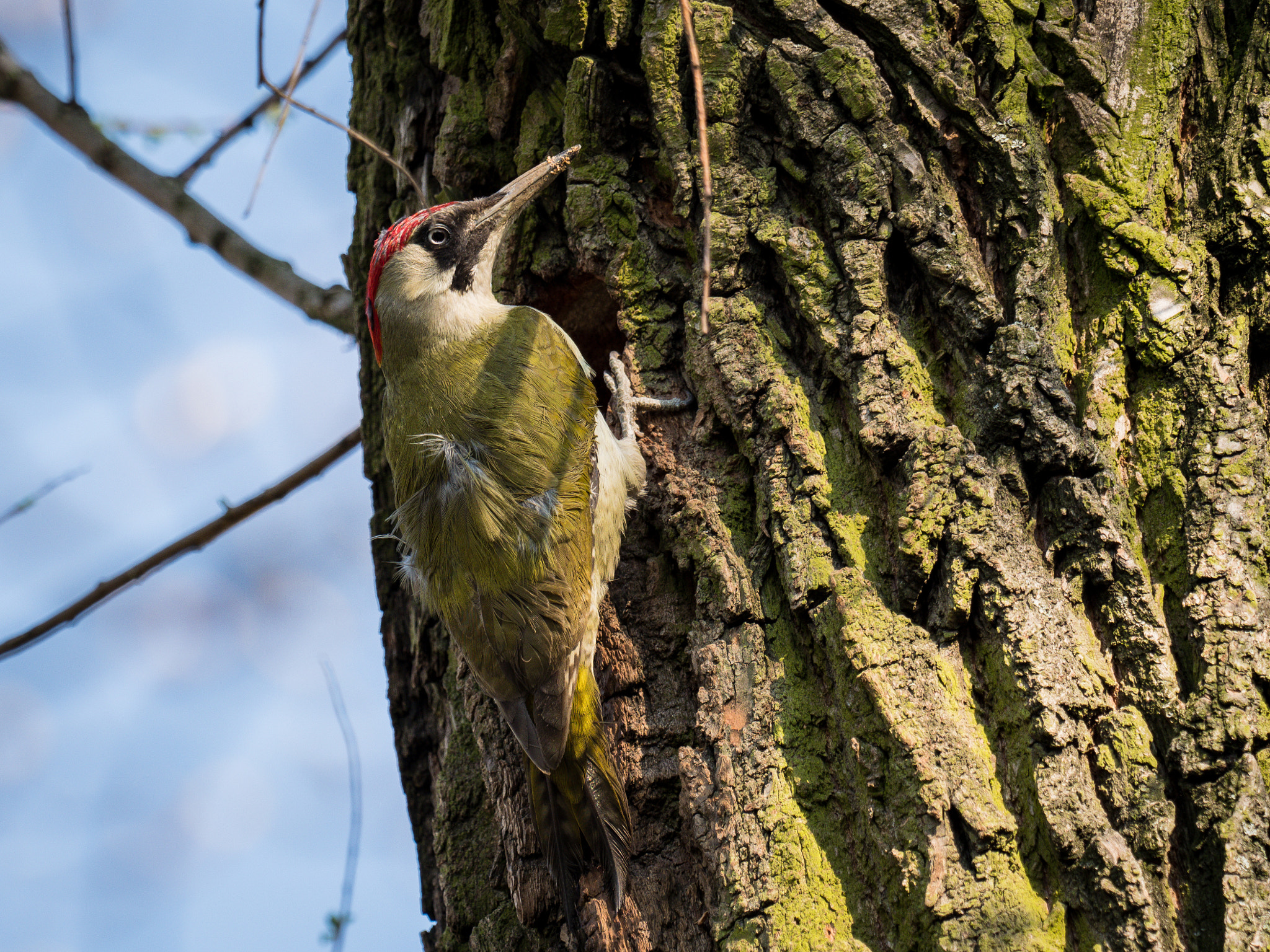 M.300mm F4.0 + MC-14 sample photo. Grey-headed woodpecker photography