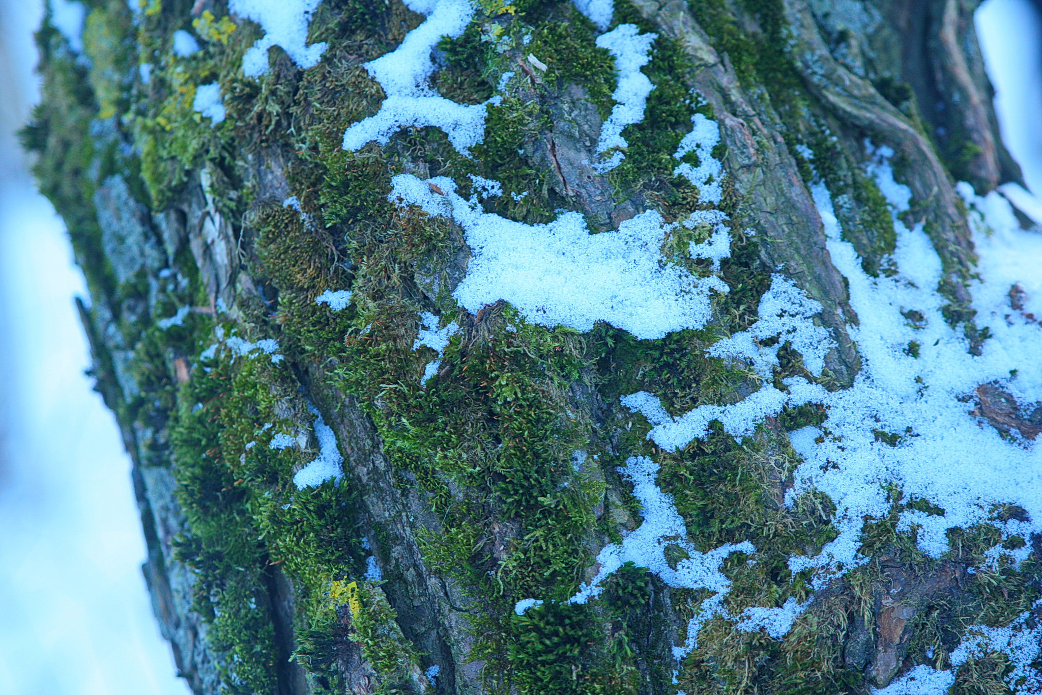 Canon EOS-1D Mark III sample photo. Зелень и снег photography