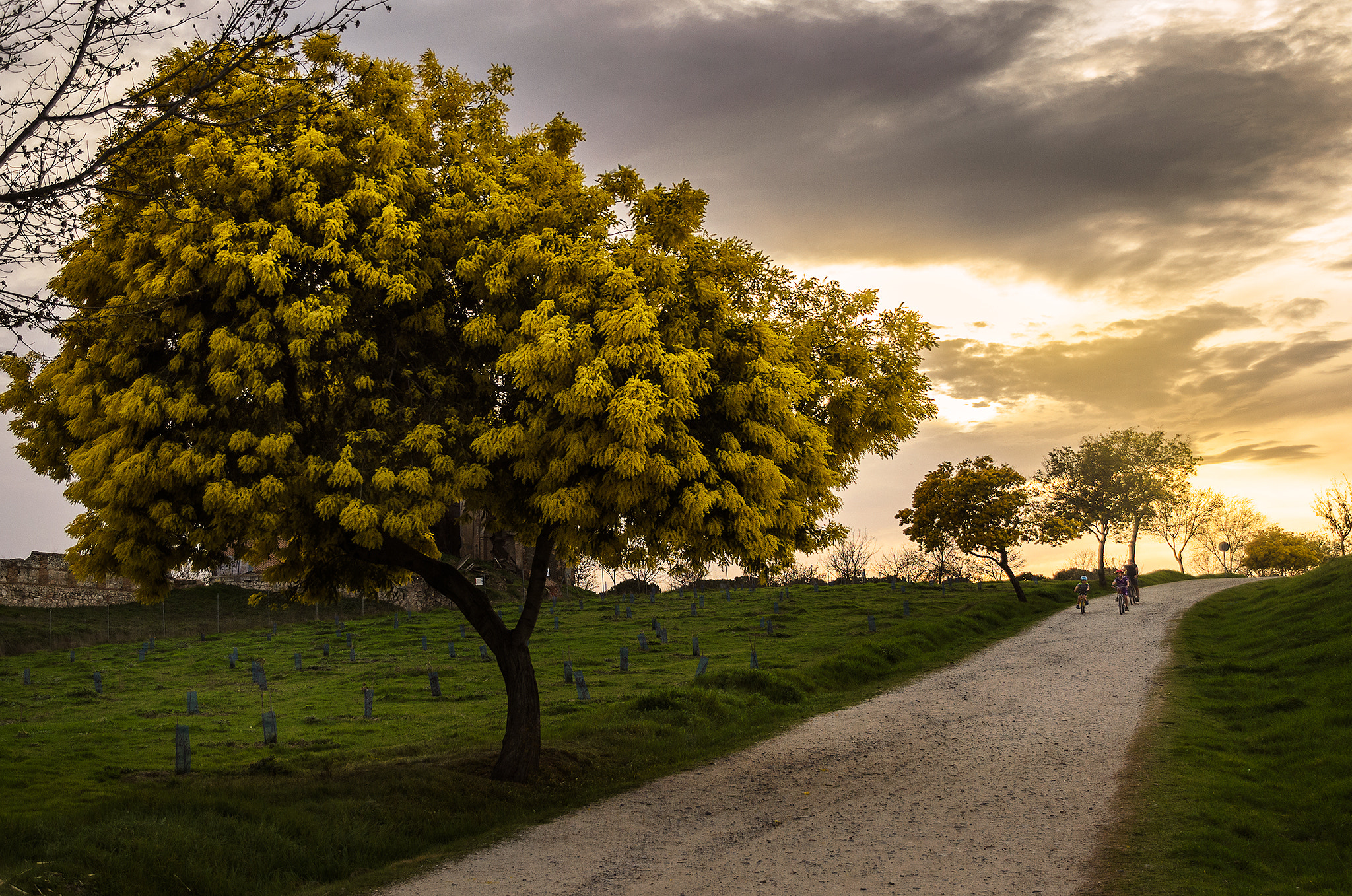 Nikon D5100 + Sigma 18-250mm F3.5-6.3 DC Macro OS HSM sample photo. Camino por polvoranca photography