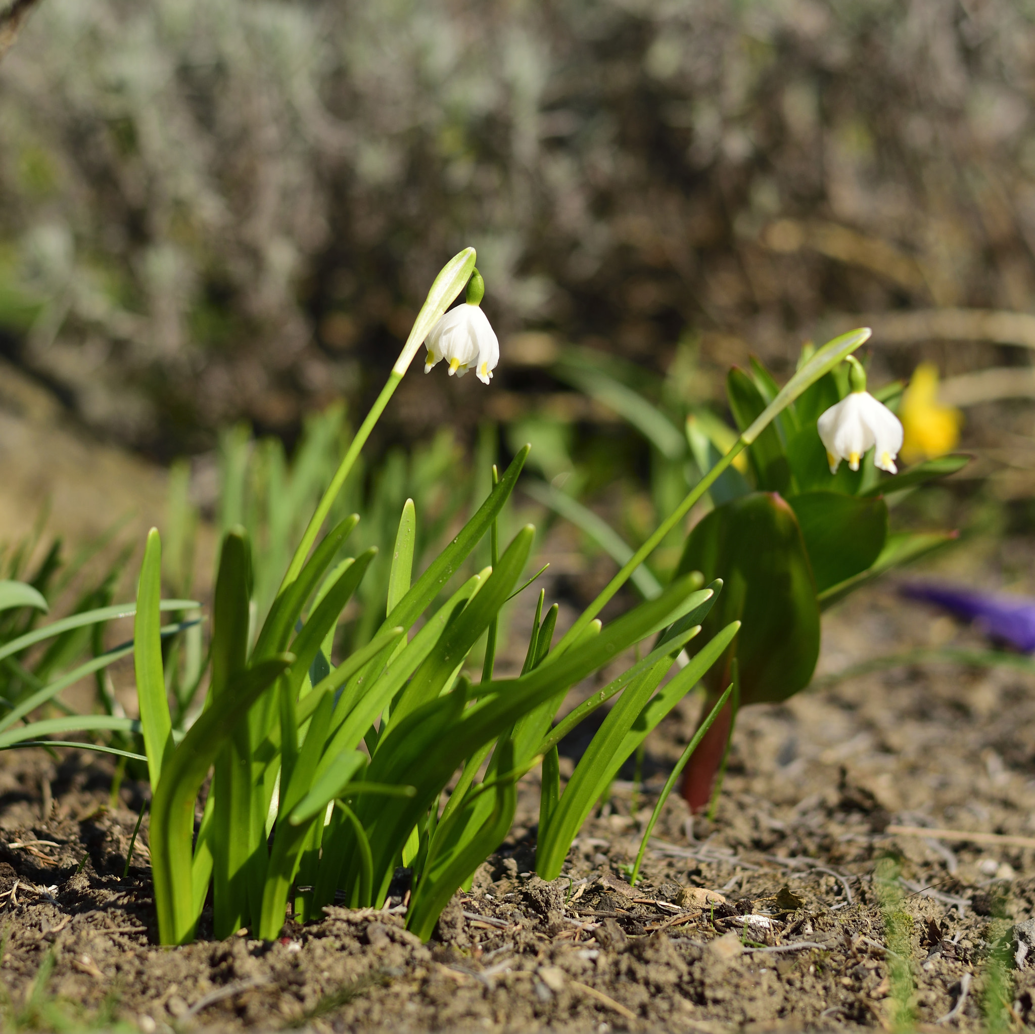 Nikon AF-S Nikkor 50mm F1.8G sample photo. Leucojum vernum photography