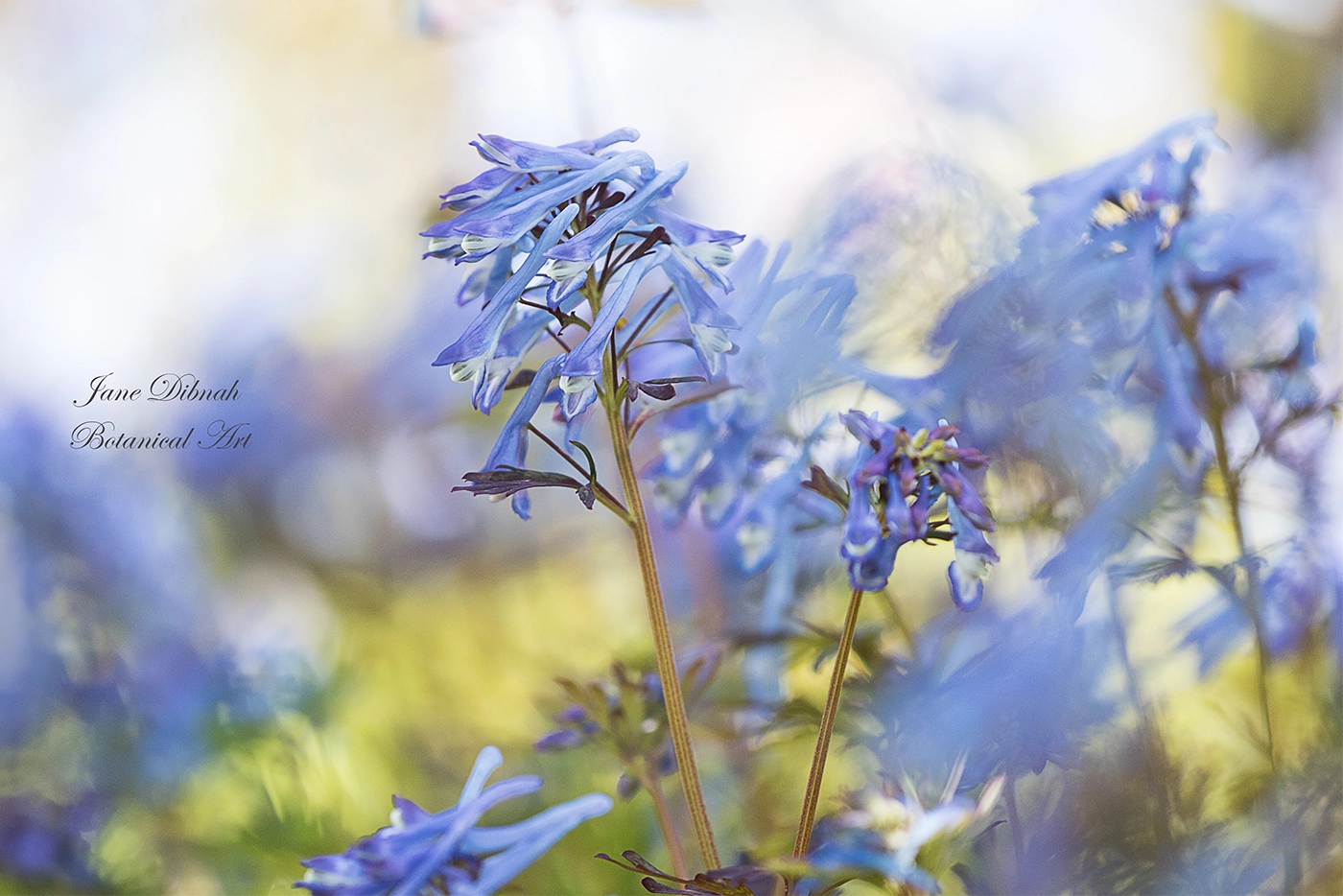 Canon EF 180mm F3.5L Macro USM sample photo. Corydalis photography
