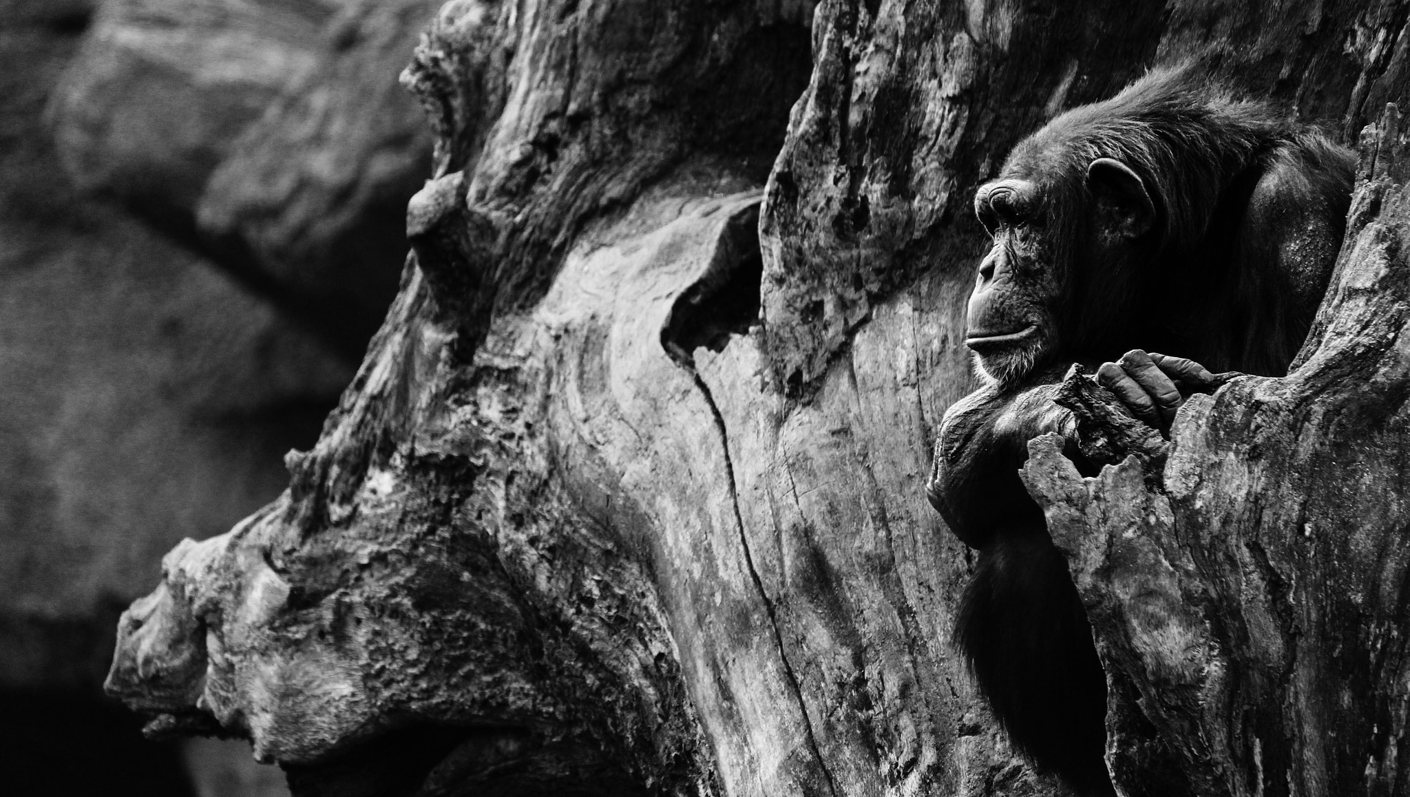 Canon EF-S 55-250mm F4-5.6 IS STM sample photo. Deep in thought photography