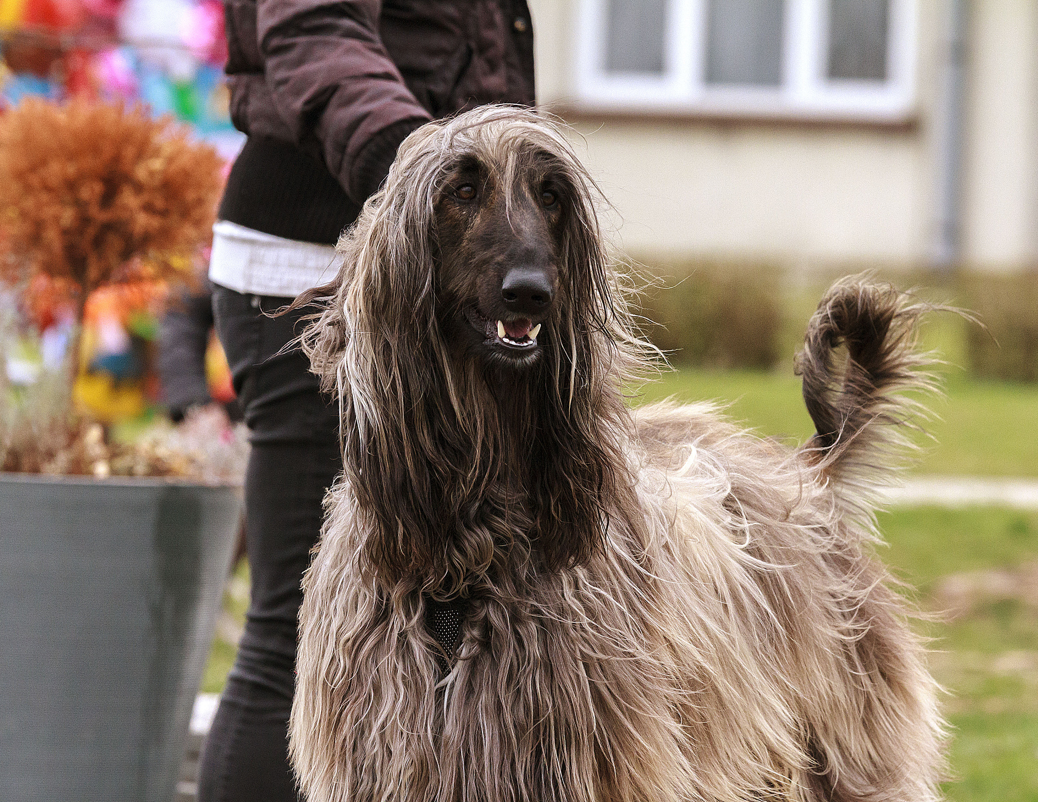 Canon EOS 7D + Canon EF 70-200mm F4L IS USM sample photo. Afghan hound photography