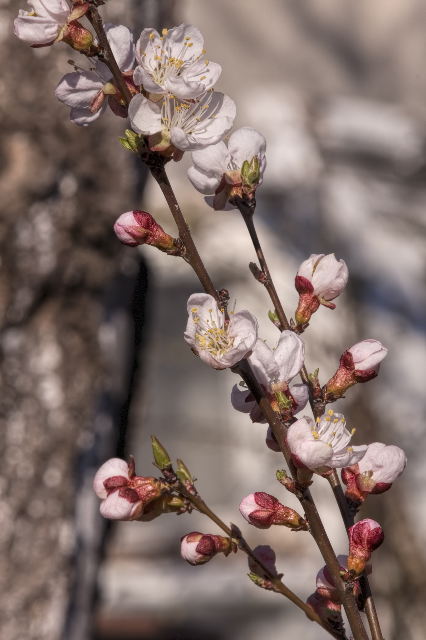 Canon EF 70-200mm F2.8L USM sample photo. цветы абрикоса photography