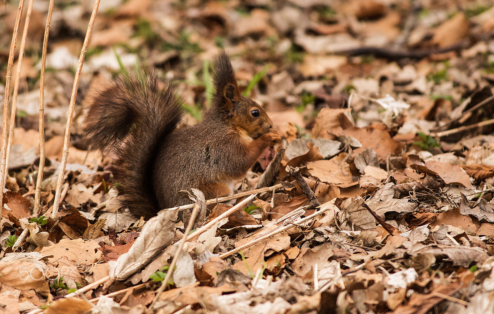 Canon EOS 6D + Canon EF 400mm F5.6L USM sample photo. Mg photography